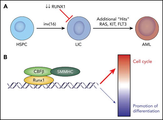 CBFβ-SMMHC requires RUNX1 for leukemia development. (A) Under normal conditions, hematopoietic stem and progenitor cells (HSPC) are converted to LICs by the action of the inv(16)-derived fusion oncoprotein, CBFβ-SMMHC, in combination with an activating mutation in a signaling molecule, such as NRAS, KRAS, or FLT3. The existing paradigm has been that CBFβ-SMMHC drives leukemia development by acting as a dominant negative which sequesters RUNX1, preventing it from promoting normal myeloid development. Zhen et al demonstrate that loss of RUNX1 prevents leukemia development in mice by preventing the development and maintenance of AMPs, a type of LIC specific to inv(16). (B) In AMP cells, RUNX1 recruits CBFβ-SMMHC to chromatin, where RUNX1:CBFβ-SMMHC predominantly activate cell cycle gene expression while simultaneously repressing a smaller number of genes that promote differentiation.