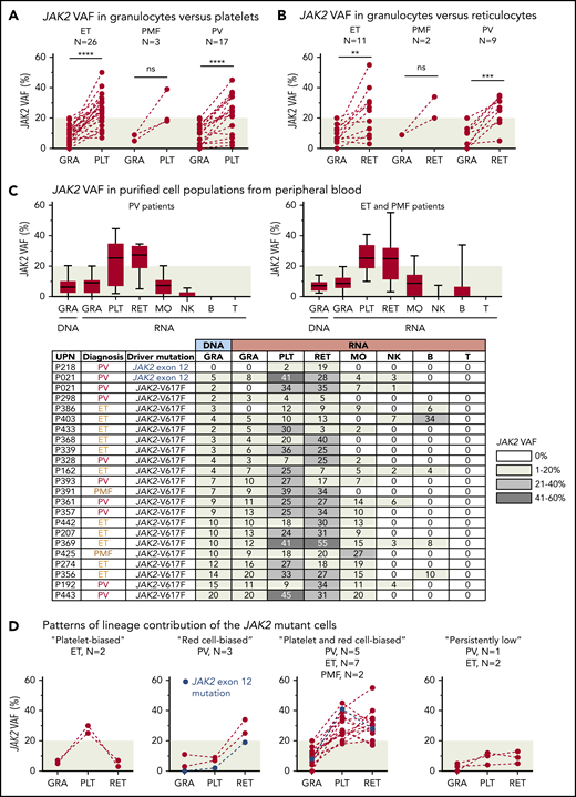 Analysis of JAK2 VAFs in peripheral blood. (A) Comparison of JAK2 VAF measured in RNA from granulocytes (GRA) vs platelets (PLT). Dashed lines connect data points from the same patient. (B) Comparison of JAK2 VAF measured in RNA from granulocytes vs reticulocytes (RET). (C) JAK2 VAF in purified cell populations from peripheral blood. Boxes represent 50% of the measured values; whiskers indicate the range; and horizontal lines indicate the median. The JAK2 VAF of 22 patients measured in DNA or RNA from different peripheral blood lineages is shown below. Numbers in the cells of the table indicate the percentages of JAK2 VAF; the shading of boxes corresponds to the ranges shown on the right. (D) Patterns of lineage contribution of the JAK2-mutant cells derived from the data presented in panels A and B. **P < .01; ***P < .001; ****P < .0001. B, B cell; MO, monocyte; NK, natural killer cell; ns, not significant; T, T cell; UPN, unique patient number.