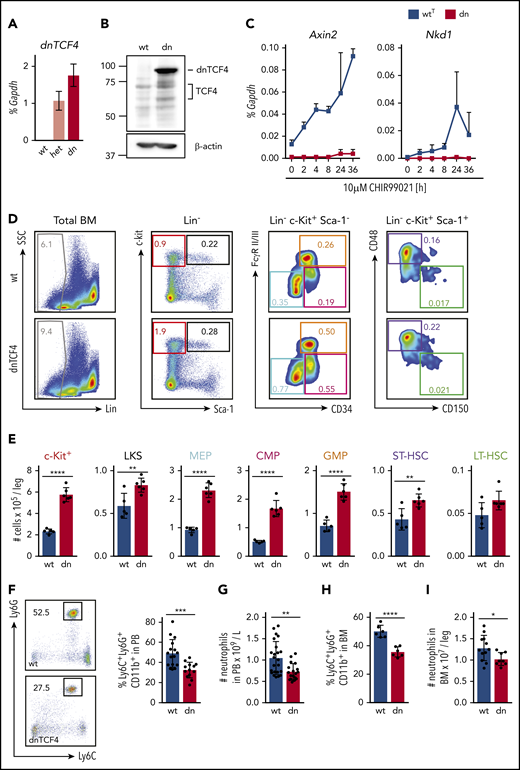 Disruption of the β-catenin-TCF/LEF transcription-mediating complex expands HSPCs and diminishes neutrophilic production. (A) Quantitative RT-PCR of whole BM from WT (wt), heterozygous (het), and homozygous (dn) dnTCF4 mice. The y-axis represents relative dnTCF4 expression compared with Gapdh control. Graph shows representative experiment out of 2 independent experiments (n = 5). (B) Western blot analysis for TCF4 and dnTCF4 expression in WT (wt) and dnTCF4 (dn) mouse BM. Membrane was stained with antihuman TCF4 antibody to detect TCF4 and dnTCF4 protein. β-actin expression was used as a loading control. Positions of molecular weight standards are indicated (kDa). (C) Quantitative RT-PCR in BM c-Kit+ cells isolated from WTT (wtT) and dnTCF4 (dn) mice. The y-axes represent Axin2 and Nkd1 expression relative to Gapdh upon treatment with 10 μM CHIR99021 (a GSK3β inhibitor that prevents β-catenin phosphorylation and favors its translocation to the nucleus, inducing transactivation of β-catenin target genes). The x-axis indicates hours after stimulation (h); n = 3 mice per time point per group. (D) Representative flow cytometry plots from 1 WT (upper plots) and 1 dnTCF4 (lower plots) mouse. Plots illustrate gating strategy. Color boxes indicate the following populations: Lin− cells (gray), Lin− c-Kit+ myeloid progenitors (red), LKS (black), megakaryocyte-erythroid progenitors (blue), common myeloid progenitors (pink), GMPs (orange), ST-HSC (violet), and LT-HSC (green). Numbers represent average percentage of the distinct populations in BM of analyzed animals. See supplemental Figure 2A for complete quantification. (E) Number of cells in the distinct BM populations. At least 5 animals were included in each group. Graph shows 1 representative biological experiment of 3. (F) Representative flow cytometry plots from WT and dnTCF4 PB and their quantification. Left panel illustrates Ly6G (y-axes) and Ly6C (x-axes) expression in CD11b+ cells. Black boxes and numbers indicate the percentage of Ly6G+ Ly6C+ cells in CD11b+ population. Right graph indicates the percentage of Ly6C+ Ly6G+ in CD11b+ cells in PB of WT and dnTCF4 mice. At least 14 mice were included in each group. (G) Number of neutrophils per liter (L) in PB based on auto hematology analyzer. At least 18 mice were included in each group. (H) Percentage of neutrophils in BM in WT and dnTCF4 mice. Y-axis indicates the percentage of CD11b+ Ly6G+ Ly6C+ cells in BM; n = 6. (I) Number of CD11b+ Ly6G+ Ly6C+ cells in WT and dnTCF4 BM. Y-axis indicates the number of cells per leg. At least 8 mice were included per group. All animals included in Figure 1 were 12 to 15 weeks old, each represented by a dot symbol in panels E-I. Data indicate mean ± SD, and 2-tailed Student t test was used to assess statistical significance (*P < .05, **P < .01, ***P < .001, and ****P < .0001).
