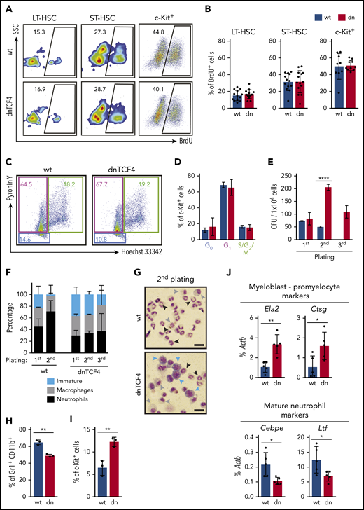 HSPCs accumulate in dnTCF4 BM because of differentiation arrest rather than to changes in proliferation. (A) Representative flow cytometry plots from 5-bromo-2′-deoxyuridine (BrdU) incorporation assay in WT and dnTCF4 mouse BM. Numbers indicate the percentage of BrdU+ cells in the indicated BM populations. (B) Quantification of panel A. At least 10 animals (12 weeks old) from 3 independent experiments were included in each group. (C) Representative flow cytometry plots of pyronin Y/Hoechst 33342 staining in WT and dnTCF4 mouse c-Kit+ BM cells. Color boxes indicate the percentage of cells in G0 (blue), in G1 (pink), and S/G2/M (green) phase. (D) Distribution of c-Kit+ cells in the indicated cell-cycle phases. Data are pooled from 2 independent experiments, n = 5. (E) Colony replating assays of WT and dnTCF4 BM cells using MethoCult GF M3434. A total of 1 × 104 BM cells was plated per well (first plating) and 5 × 103 cells were replated (second and third platings). Colonies were counted and replated on day 10. The y-axis indicates the number of colony-forming units (CFU) per 1 × 104 cells. n = 3 in each group. (F) Differential counting was performed based on cell morphology. Cells in colony culture assays were cytospun and cell morphology assessed in 200 to 300 cells per cytospin. Y-axis indicates the percentage of immature cells (medium to large cells with big nucleus and scant and dark-blue cytoplasm; blue bars), macrophages (large and round cells with round nucleus and light-blue cytoplasm; gray bars), and neutrophils (smaller cells characterized by a ring shape or lobulated nucleus; black bars). Graph shows data from 2 independent cultures, n = 6. (G) Representative pictures of WT (top) and dnTCF4 (bottom) cells cytospun from semisolid cultures (second plating). Cytospins were stained with May-Grünwald Giemsa. Scale bar represents 50 μm. Blue arrows point at immature cells, gray arrows at macrophages, and black arrows at neutrophils (as defined in panel F). (H) Percentage of Gr1+ CD11b+ cells and (I) immature c-Kit+ cells in WT and dnTCF4 cells from semisolid cultures (second plating). The y-axes indicate the percentage of live cells. Graph shows data from 3 independent experiments, n = 5. (J) Quantitative RT-PCR from cells harvested from WT and dnTCF4 cultures (first plating). Expression of Ela2, Ctsg, Cebpe, and Lft is indicated. The y-axes represent relative expression compared with Actb control. Data in Figure 2 represent mean ± SD, 2-tailed Student t test was used to assess statistical significance (*P < .05, **P < .01, and ****P < .0001).