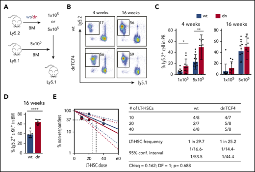 Enhanced short-term repopulation of dnTCF4 BM and maintenance of normal LT-HSC activity. (A) Graphical representation of whole BM transplantation. (B) Representative flow cytometry plots from recipient mice transplanted with 5 × 105 WT or dnTCF4 BM cells. PB analysis was performed 4 and 16 weeks after transplantation. The y-axes indicate Ly5.2 expression and x-axes Ly5.1 expression. Numbers indicate percentage of donor-derived Ly5.2+ cells. (C) Quantification of panel B. The y-axes indicate percentage of WT and dnTCF4 donor-derived Ly5.2+ cells in PB. Engraftment 4 and 16 weeks after transplantation is shown. Number of donor cells is indicated in the x-axes. At least 10 animals were included in each group. All data represent mean ± SD from 3 independent experiments. Two-tailed Student t test was used to assess statistical significance (*P < .05, **P < .01). (D) Percentage of donor-derived (Ly5.2+) Lin− c-Kit+ cells in the BM of recipient (Ly5.1+) animals 16 weeks after transplantation. Recipients were transplanted with 5 × 105 WT or dnTCF4 BM (Ly5.2+) cells along with 5 × 105 competitive (Ly5.1+) BM cells. Data represent mean ± SD, n = 6. Two-tailed Student t test was used to assess statistical significance, ****P < .0001. (E) Frequency of functional LT-HSCs in WT and dnTCF4 mice measured by limiting dilution assay. (Left) Logarithmic plot showing the percentage of negative recipients transplanted with different cell doses of sorted WT or dnTCF4 LT-HSCs. Only recipients at 16 weeks with engraftment of ≥0.1% and contribution to 2 of 3 lineages (T, B, and myeloid cells) higher than 0.5% were considered responders. (Right) Number of responders and total number of recipients transplanted per each cell dose. Frequencies of LT-HSCs were calculated according to Poisson statistics using ELDA software (χ2 test = 0.162; P = .688).