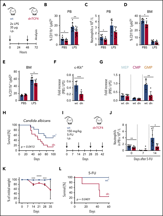 Impaired response of dnTCF4 mice to emergency granulopoiesis. (A) Schematic representation of the experimental setup. WT and dnTCF4 mice were injected intraperitoneally (i.p.) with 35 μg of LPS at t = 0 and t = 48 hours. Analysis was performed 24 hours after last injection. (B) Percentage of CD11b+ Ly6Ghi cells in PB of WT and dnTCF4 mice treated with PBS or LPS. Each group contained at least 8 animals from 2 independent experiments. (C) Number of neutrophils per liter (L) in PB based on an auto hematology analyzer. WT and dnTCF4 mice were treated with PBS or LPS as indicated. At least 5 mice were included in each group. (D) Percentage of CD11b+ Ly6Ghi cells in BM of WT and dnTCF4 mice treated with PBS or LPS. Each group contained at least 6 animals from 2 independent experiments. (E) Percentage of immature granulocytes (CD11b+ Ly6Glo) in BM of WT and dnTCF4 mice treated with PBS or LPS. Each group contained at least 6 animals from 2 independent experiments. Quantification of (F) c-Kit+ cells and (G) myeloid progenitors in BM from WT and dnTCF4 mice. The y-axes indicate the fold increase from PBS to LPS treatment; n = 5-6 animals from 2 independent experiments. (H) Kaplan-Meier survival analysis of WTT (n = 12) and dnTCF4 (n = 14) mice that were intravenously injected with 2 consecutive doses of Candida albicans (5 × 105 CFU at experimental days 0 and 25). Mantle-Cox test was used to assess statistical significance of obtained results (P = .0413). (I) Schematic representation of the experimental setup. WT and dnTCF4 mice were injected intraperitoneally (i.p.) with 150 mg/kg 5-FU as indicated (black arrows). The y-axis indicates duration of the experiment in days. (J) Number of neutrophils per liter (L) in PB based on auto hematology analyzer. WT and dnTCF4 mice were treated with 1 injection of 5-FU. Y-axis indicates days of analysis; n = 7. (K) WT and dnTCF4 relative weight upon 5-FU treatment as indicated in panel I. The y-axis indicates the percentage of initial weight (day 0). The x-axis shows days of treatment as indicated in panel I. (L) Kaplan-Meier survival analysis of WTT (n = 4) and dnTCF4 (n = 4) mice intravenously injected with 5-FU as indicated in panel I. Mantle-Cox test was used to assess statistical significance of obtained results (P = .0401). Data in Figure 6 represent mean ± SD, and unless otherwise indicated, 2-tailed Student t test was used to assess statistical significance (*P < .05, **P < .01, ***P < .001, and ****P < .0001). In panels B-G and J, each black dot symbol represents 1 animal.