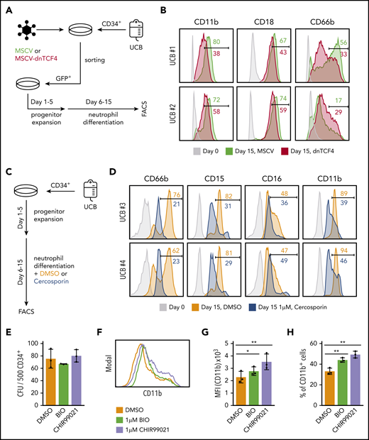 The β-catenin-TCF/LEF signaling pathway regulates myeloid differentiation of human CD34+ cells. (A) Schematic representation of the experimental procedure. CD34+ cells were isolated from human umbilical cord blood (UCB) and infected with empty vector (MSCV) or dnTCF4 (MSCV-dnTCF4) expressing retroviral particles. Three days after infection, GFP+ cells were sorted, cultured in progenitor expansion medium for 5 days (days 1-5), and then cultured in neutrophil differentiation medium for 10 days (days 6-15). (B) Flow cytometry analysis of 2 human samples (UCB #1 and UCB #2). Expression of CD11b, CD18, and CD66b was determined before infection (day 0) and at the end of differentiation (day 15). MSCV histograms are shown in green and dnTCF4 are shown in red. Numbers indicate percentage of positive cells. (C) Schematic representation of the experimental procedure. CD34+ cells were isolated from human UCB. Culture conditions and days of culture are indicated. DMSO or Cercosporin (a β-catenin-TCF/LEF interaction inhibitor) were added to the neutrophil differentiation medium. (D) Flow cytometry analysis of 2 human samples (UCB #3 and UCB #4). Expression of CD66b, CD15, CD16, and CD11b was determined at day 0 (before treatment, light gray histogram) or after 10 days of culture in differentiation medium without (orange histogram) or with 1 μM Cercosporin (blue histogram). Numbers indicate percentage of positive cells. (E) Quantification of CFU in semisolid cultures (day 10). Human CD34+ cells isolated from cord blood were plated in the presence of DMSO control (0.01%) or the GSK3β inhibitors BIO (1 μM) and CHIR99021 (1 μM) (of note, GSK3β inhibitors cause β-catenin stabilization). The y-axis indicates the number of colonies per 500 input cells. (F) Representative histogram plot of cells harvested on day 10 from semisolid cultures. The x-axis indicates CD11b expression. (G) Quantification of panel F. (H) Percentage of CD11b+ cells in DMSO, BIO, and CHIR99021 containing semisolid cultures assessed by flow cytometry after 10 days of culture. Data in Figure 7E,G-H represent mean ± SD, n = 3 per group, 2-tailed Student t tests were used to assess statistical significance, *P < .05 **P < .01. Each black dot symbol represents 1 human sample.
