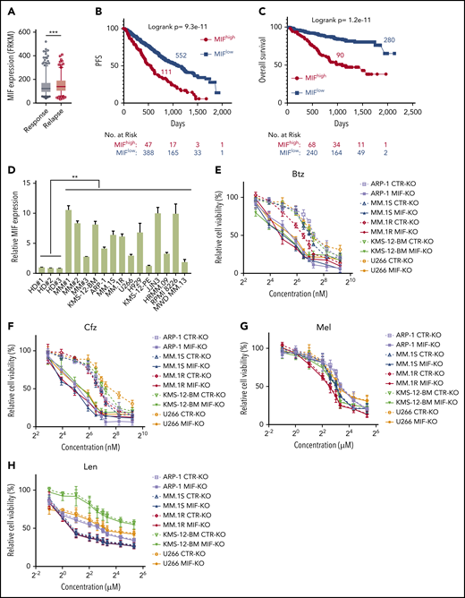 MIF regulates MM cell sensitivity to PIs. (A) Relationship between MIF expression from gene-profiling data of purified human MM cells and MM patient disease status, such as sustained response (Response, n = 375) versus Relapse (n = 184). PFS (B) and OS (C) of MM patients with high MIF (MIFhigh) and low MIF (MIFlow) expression in MMRF CoMMpass study IA13. (D) Relative MIF messenger RNA expression in plasma cells of healthy donor BMs (HD#1-3) or MM patient BMs (MM#1-3) and MM cell lines by quantitative polymerase chain reaction. Cell viability of CTR-KO or MIF-KO MM cell lines with pulse treatment with Btz (E) or Cfz (F) for 1 hour followed by 48 hours of culture in drug-free medium, or with continuous treatment with melphalan (Mel) (G) or lenalidomide (Len) (H) by MTS Assay, significance was analyzed by one-way analysis of variance with Tukey’s post hoc test at each concentration point. Apoptotic rate of CTR-KO or MIF-KO MM cell lines pulsed with 150 nM Btz (I) or 80 nM Cfz (J) for 1 hour and allowed to recover for 24 hours by Annexin V assay; values were normalized to DMSO-treated MM cells. Histogram (K) and summarized results (L) of apoptosis in KMS-11/Cfz or KMS-11 cells with 1 hour of pulse treatment with DMSO or 200 nM Cfz followed by exposure to drug-free medium for 24 hours. (M) Summary of apoptosis analysis of primary MM cells at 24 hours after pulse treatment with 100 nM Cfz. Expression of MIF in primary MM cells determined by flow cytometry for intercellular staining of MIF (n = 8 for each MIFhigh and MIFlow). For panel K, a representative result of 3 independent experiments is shown. The Student t test was used to compare 2 samples. Panels B and C show Kaplan-Meier estimates of PFS and OS with a P value from a log-rank test. *P < .05; **P < .01; ***P < .001. n.s., not significant.