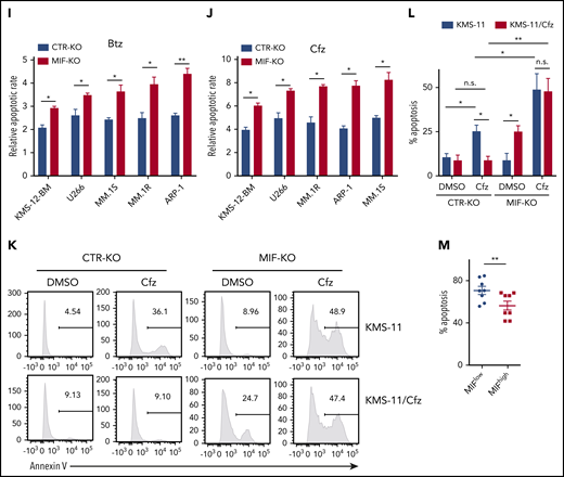 MIF regulates MM cell sensitivity to PIs. (A) Relationship between MIF expression from gene-profiling data of purified human MM cells and MM patient disease status, such as sustained response (Response, n = 375) versus Relapse (n = 184). PFS (B) and OS (C) of MM patients with high MIF (MIFhigh) and low MIF (MIFlow) expression in MMRF CoMMpass study IA13. (D) Relative MIF messenger RNA expression in plasma cells of healthy donor BMs (HD#1-3) or MM patient BMs (MM#1-3) and MM cell lines by quantitative polymerase chain reaction. Cell viability of CTR-KO or MIF-KO MM cell lines with pulse treatment with Btz (E) or Cfz (F) for 1 hour followed by 48 hours of culture in drug-free medium, or with continuous treatment with melphalan (Mel) (G) or lenalidomide (Len) (H) by MTS Assay, significance was analyzed by one-way analysis of variance with Tukey’s post hoc test at each concentration point. Apoptotic rate of CTR-KO or MIF-KO MM cell lines pulsed with 150 nM Btz (I) or 80 nM Cfz (J) for 1 hour and allowed to recover for 24 hours by Annexin V assay; values were normalized to DMSO-treated MM cells. Histogram (K) and summarized results (L) of apoptosis in KMS-11/Cfz or KMS-11 cells with 1 hour of pulse treatment with DMSO or 200 nM Cfz followed by exposure to drug-free medium for 24 hours. (M) Summary of apoptosis analysis of primary MM cells at 24 hours after pulse treatment with 100 nM Cfz. Expression of MIF in primary MM cells determined by flow cytometry for intercellular staining of MIF (n = 8 for each MIFhigh and MIFlow). For panel K, a representative result of 3 independent experiments is shown. The Student t test was used to compare 2 samples. Panels B and C show Kaplan-Meier estimates of PFS and OS with a P value from a log-rank test. *P < .05; **P < .01; ***P < .001. n.s., not significant.