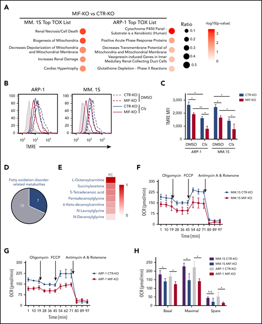 Knocking out MIF exacerbates Cfz-induced mitochondrial dysfunction in MM cells. (A) The top toxicologic and dysregulated cellular pathways predicted by Ingenuity Pathway Analysis based on differentially expressed genes in CTR-KO or MIF-KO ARP-1 or MM.1S MM cells. The circle surface area is proportional to ratio, and the color intensity of circles indicates -log (P value). Flow cytometry histogram (B) and summarized results (C) of the tetramethylrhodamine ethyl ester (TMRE) fluorescence of CTR-KO or MIF-KO ARP-1 or MM.1S MM cells after pulse treatment with DMSO or Cfz for 14 hours. (D) Pie chart showing the percentage of fatty oxidation disorder–related metabolites (blue) among the top 22 upregulated metabolites in Cfz-treated MIF-KO ARP-1 MM cells. (E) Heatmap showing the fold change (FC) of fatty oxidation disorder–related metabolites in Cfz-treated MIF-KO vs CTR-KO ARP-1 MM cells. Oxygen consumption rates (OCRs) for mitochondrial respiration function in CTR-KO or MIF-KO MM.1S (F), ARP-1 (G), KMS-11 or KMS-11/Cfz (L) MM cells were measured by using the Seahorse XF Cell Mito Stress Test, which consists of automated treatment with oligomycin, carbonyl cyanide 4-(trifluoromethoxy) phenylhydrazone (FCCP), and the combination of antimycin A and rotenone at the indicated times using the XF Extracellular Flux Analyzer. Summarized results of basal OCR, maximum OCR, spare OCR (H,M), or ATP production OCR (I,N) are shown for 3 independent replicates as described in panels F, G, and L. Summarized results showing basal OCR, maximum OCR, and spare OCR in DMSO- or Cfz-treated MM.1S (J) or ARP-1 MM (K) cells. For panel B, one representative result of at least 3 independent experiments is shown. The Student t test was used to compare 2 samples. *P < .05; **P < .01. n.s., not significant.