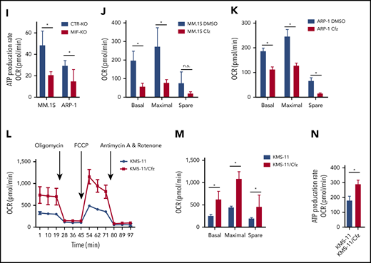 Knocking out MIF exacerbates Cfz-induced mitochondrial dysfunction in MM cells. (A) The top toxicologic and dysregulated cellular pathways predicted by Ingenuity Pathway Analysis based on differentially expressed genes in CTR-KO or MIF-KO ARP-1 or MM.1S MM cells. The circle surface area is proportional to ratio, and the color intensity of circles indicates -log (P value). Flow cytometry histogram (B) and summarized results (C) of the tetramethylrhodamine ethyl ester (TMRE) fluorescence of CTR-KO or MIF-KO ARP-1 or MM.1S MM cells after pulse treatment with DMSO or Cfz for 14 hours. (D) Pie chart showing the percentage of fatty oxidation disorder–related metabolites (blue) among the top 22 upregulated metabolites in Cfz-treated MIF-KO ARP-1 MM cells. (E) Heatmap showing the fold change (FC) of fatty oxidation disorder–related metabolites in Cfz-treated MIF-KO vs CTR-KO ARP-1 MM cells. Oxygen consumption rates (OCRs) for mitochondrial respiration function in CTR-KO or MIF-KO MM.1S (F), ARP-1 (G), KMS-11 or KMS-11/Cfz (L) MM cells were measured by using the Seahorse XF Cell Mito Stress Test, which consists of automated treatment with oligomycin, carbonyl cyanide 4-(trifluoromethoxy) phenylhydrazone (FCCP), and the combination of antimycin A and rotenone at the indicated times using the XF Extracellular Flux Analyzer. Summarized results of basal OCR, maximum OCR, spare OCR (H,M), or ATP production OCR (I,N) are shown for 3 independent replicates as described in panels F, G, and L. Summarized results showing basal OCR, maximum OCR, and spare OCR in DMSO- or Cfz-treated MM.1S (J) or ARP-1 MM (K) cells. For panel B, one representative result of at least 3 independent experiments is shown. The Student t test was used to compare 2 samples. *P < .05; **P < .01. n.s., not significant.