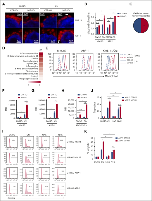 Knocking out MIF exacerbates Cfz-induced mitochondrial swelling and superoxide production in MM cells. Confocal immunofluorescent imaging (A) and summarized data (B) showing mitochondrial morphology of CTR-KO or MIF-KO MM.1S or ARP-1 MM cells using MitoTracker Red CMXRos (red) and 4′,6-diamidino-2-phenylindole (blue) staining after DMSO or Cfz treatment of 16 hours. One representative of at least 4 fields is shown. (C) Pie chart showing the percentage of oxidative stress–related metabolites (labeled as red) among the top 22 upregulated metabolites in supplemental Figure 3C. (D) Heatmap showing the fold change (FC) of oxidative stress–related metabolites in Cfz-treated MIF-KO vs CTR-KO ARP-1 MM cells. Flow cytometry histogram (E) and summarized data showing MitoSOX Red fluorescence in CTR-KO or MIF-KO MM.1S (F), ARP-1 (G), or KMS-11/Cfz (H) MM cells after pulse treatment with DMSO or Cfz for 16 hours. CTR-KO or MIF-KO MM.1S or ARP-1 MM cells were pulsed with DMSO or Cfz for 1 hour and cultured in Cfz-free medium without or with N-acetylcysteine (NAC) (N + C) for 24 hours; the apoptotic rates are shown in a flow cytometry histogram (I) and as summarized results (J-K). For panels E and I, one representative result of at least 3 independent experiments is shown. The Student t test was used to compare 2 samples. *P < .05; **P < .01. n.s., not significant.