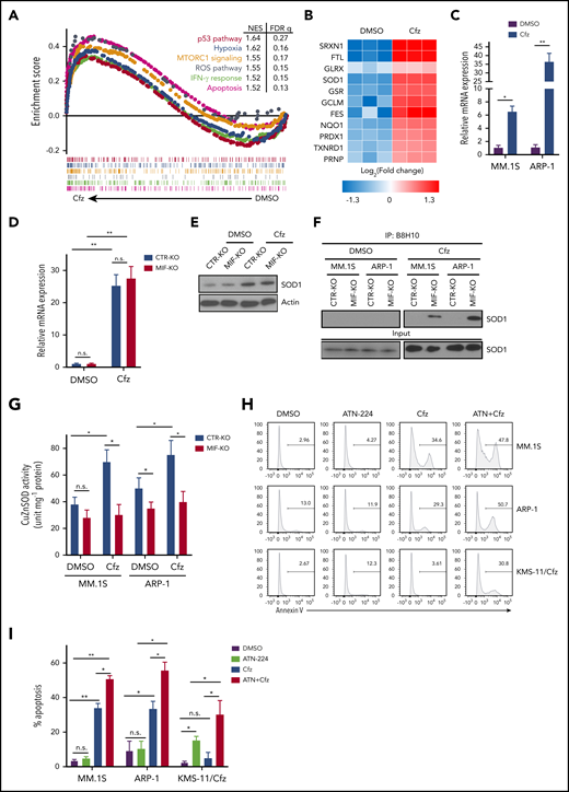 MIF regulates SOD1 folding and activity important for MM response to Cfz. (A) Gene set enrichment analysis of the top 6 representative Hallmark gene sets (with indicated colors) based on the normalized enrichment score (NES) from RNA-sequencing data of Cfz-treated vs DMSO-treated ARP-1 MM cells. (B) Heatmap illustrating the log2-fold change of the top 11 enrichment core genes involved in reactive oxygen species (ROS) pathways. Ratio in messenger RNA (mRNA) expression of SOD1 in MM.1S or ARP-1 MM cells (C), and in CTR-KO or MIF-KO ARP-1 MM cells (D) after DMSO or Cfz treatment of 16 hours. The housekeeping gene GAPDH was used for normalization of the quantitative reverse transcription polymerase chain reaction results. (E) Western blot showing SOD1 expression in CTR-KO or MIF-KO ARP-1 MM cells after DMSO or Cfz treatment of 16 hours. Representative results from 1 of 2 repeated experiments are shown. CTR-KO or MIF-KO MM.1S or ARP-1 MM cells were pulsed with DMSO or Cfz for 1 hour. After 16 hours, misfolded SOD1 (F) was detected by immunoblotting of immunoprecipitates with anti-misfolded SOD1 B8H10 monoclonal antibody, and SOD1 activity (G) was determined by using enzyme-linked immunosorbent assay. Histogram (H) and summarized data (I) showing apoptosis in MM.1S, ARP-1, and KMS-11/Cfz MM cells treated with DMSO, 0.5 μM ATN-224, Cfz, or ATN-224 plus Cfz (ATN+Cfz) for 24 hours. For panel H, 1 representative result of at least 3 independent experiments is shown. The Student t test was used to compare 2 samples. *P < .05; **P < .01. FDR, false discovery rate; n.s., not significant.