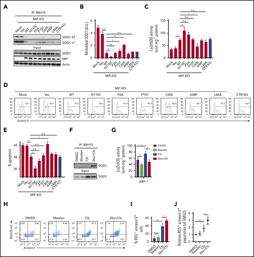 Role of MIF homotrimers in SOD1 folding and activity. MIF-KO ARP-1 MM cells were induced to re-express WT or indicated mutant MIFs or empty vectors (Vec) and treated with Cfz. Cfz-treated MIF-KO ARP-1 MM cells without lentivirus infection served as mock and CTR-KO ARP-1 MM cells treated with Cfz served as a control. (A) Western blot showing the expression of misfolded SOD1, detected by immunoblotting of immunoprecipitates using the B8H10 monoclonal antibody, and total SOD1, MIF, and β-actin. (B) Quantification of relative band density of misfolded SOD1/input SOD1 (n = 3). (C) SOD1 activity detected by using enzyme-linked immunosorbent assay. Cell apoptosis shown as flow cytometry histogram (D) or summarized results (E). ARP-1 MM cells were pulsed with DMSO or Cfz for 1 hour and then treated without or with ebselen (Ebs + Cfz). Misfolded SOD1 expression (F) and SOD1 activity (G) were examined at 16 hours’ posttreatment; the percentage of superoxide+Annexin V+ population in ARP-1 MM cells at 24 hours after treatment are shown by dot plot (H) and summarized results (I). (J) Summarized data showing superoxide+Annexin V+ population in primary MM cells (n = 6) treated with DMSO, 10 μM ebselen, Cfz, or Ebs+Cfz, normalized with DMSO-treated group. For panels D and H, 1 representative result of at least 3 independent experiments is shown. The Student t test was used to compare 2 samples. *P < .05; **P < .01. a.u., arbitrary units; LT, long exposure time; n.s., not significant; ST, short exposure time.