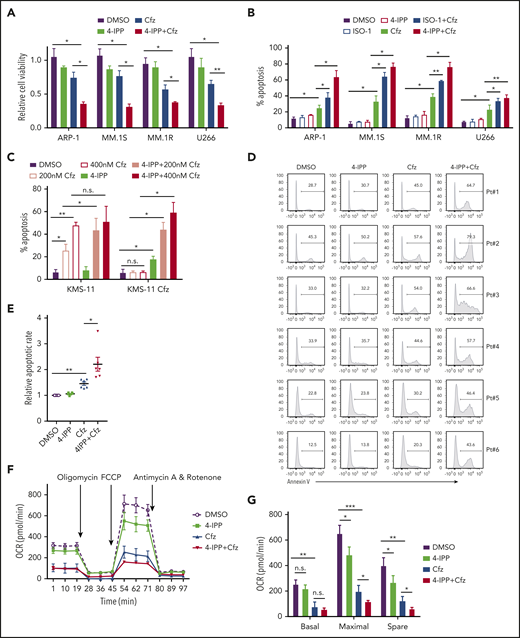 MIF inhibitors sensitize human MM cells to PIs in vitro and in vivo. (A) Cell viability of human MM cell lines pulsed with DMSO or 80 nM Cfz for 1 hour and treated without or with 10 μM 4-IPP (4-IPP+Cfz) for 48 hours, normalized with DMSO-treated group. (B) Summarized results of apoptosis of human MM cell lines at 24 hours after treatment with DMSO, 4-IPP, 10 μM ISO-1, Cfz, 4-IPP+Cfz, or ISO-1+Cfz. (C) Summarized results of apoptotic rates in KMS-11 or KMS-11/Cfz MM cells at 24 hours after treatment with DMSO, 4-IPP, and Cfz at the indicated concentrations, or 4-IPP+Cfz. Flow cytometry histogram (D) and summarized results (E) of apoptotic rates in primary MM cells (n = 6) treated with DMSO, 4-IPP, Cfz, or 4-IPP+Cfz for 24 hours. Mitochondrial respiration (OCR) (F) and summarized results of basal OCR, maximum OCR, spare OCR (G), or ATP production OCR (H) in ARP-1 MM cells treated with DMSO, 4-IPP, Cfz, or 4-IPP+Cfz for 16 hours. (I) Misfolded SOD1 expression in ARP-1 MM cells treated with DMSO, 4-IPP, Cfz, or 4-IPP+Cfz for 16 hours. (J) NSG mice were injected subcutaneously (s.c.) with 2 × 106 CTR-KO or MIF-KO ARP-1 MM cells. At day 7 after tumor inoculation, vehicle (Veh) or 3 mg/kg Cfz were IV injected, 2 consecutive days in a week and repeated for 3 weeks, into MM-bearing mice (n = 5 for each group). At day 8, MM-bearing mice were intraperitoneally (IP) injected with L 012 sodium salt and detected in vivo for ROS signal by bioluminescent imaging (K,L). (M) Tumor volume was calculated from caliper measurements every 3 to 4 days. (N) Survival curves of CTR-KO or MIF-KO MM-bearing mice treated with Veh or Cfz. (O,P) NSG mice were injected s.c. with 2 × 106 ARP-1 MM cells. At day 8 after tumor inoculation, Veh or 1 mg/kg Cfz was IV injected, 2 consecutive days weekly, into MM-bearing mice. At day 28 when the size of some tumors enlarged to 10 mm, MM-bearing mice received treatment with a high dose of Cfz (3 mg/kg for 2 consecutive days weekly; n = 6) or 4-IPP (0.5 mg per mouse for every 3 days; n = 7) alone, or their combinations (n = 6) until the end of the experiment. Tumor volume (O) and survival curves (P) were calculated. (Q-T) NSG mice were injected IV with 2 × 106 MM.1S or ARP-1 MM cells. At day 14 after tumor inoculation, Veh, 4-IPP, Cfz, or 4-IPP+Cfz was injected into MM-bearing mice (n = 5 per group). Blood samples were collected weekly starting at day 16. Tumor burden (Q,S), analyzed by using enzyme-linked immunosorbent assay measuring human immunoglobulin light chain in mouse plasma which was normalized to control, and survival (R,T) in MM.1S or ARP-1 MM-bearing mice were calculated. The Student t test was used to compare 2 samples. Tumor burden was analyzed by one-way analysis of variance with Tukey’s post hoc test at each time point. The survival plots in panels N, P, R, and T show Kaplan-Meier estimates of survival and comparisons using the log-rank test.*P < .05; **P < .01; ***P < .001. n.s., not significant.