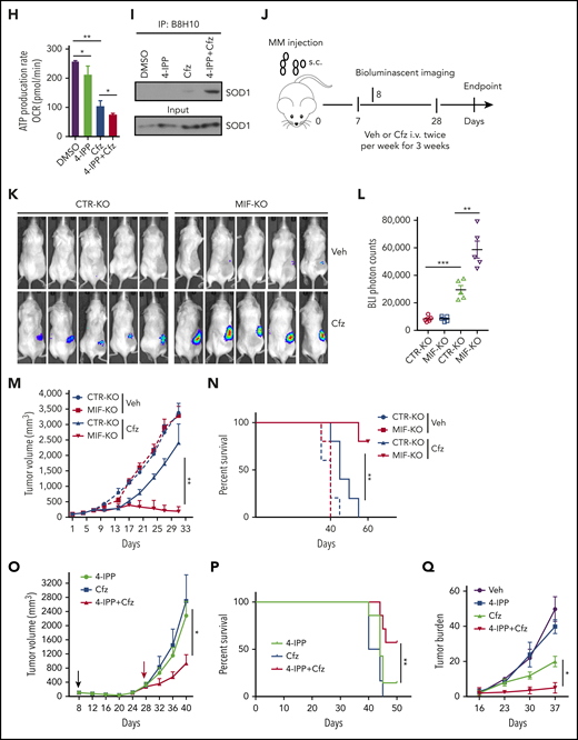 MIF inhibitors sensitize human MM cells to PIs in vitro and in vivo. (A) Cell viability of human MM cell lines pulsed with DMSO or 80 nM Cfz for 1 hour and treated without or with 10 μM 4-IPP (4-IPP+Cfz) for 48 hours, normalized with DMSO-treated group. (B) Summarized results of apoptosis of human MM cell lines at 24 hours after treatment with DMSO, 4-IPP, 10 μM ISO-1, Cfz, 4-IPP+Cfz, or ISO-1+Cfz. (C) Summarized results of apoptotic rates in KMS-11 or KMS-11/Cfz MM cells at 24 hours after treatment with DMSO, 4-IPP, and Cfz at the indicated concentrations, or 4-IPP+Cfz. Flow cytometry histogram (D) and summarized results (E) of apoptotic rates in primary MM cells (n = 6) treated with DMSO, 4-IPP, Cfz, or 4-IPP+Cfz for 24 hours. Mitochondrial respiration (OCR) (F) and summarized results of basal OCR, maximum OCR, spare OCR (G), or ATP production OCR (H) in ARP-1 MM cells treated with DMSO, 4-IPP, Cfz, or 4-IPP+Cfz for 16 hours. (I) Misfolded SOD1 expression in ARP-1 MM cells treated with DMSO, 4-IPP, Cfz, or 4-IPP+Cfz for 16 hours. (J) NSG mice were injected subcutaneously (s.c.) with 2 × 106 CTR-KO or MIF-KO ARP-1 MM cells. At day 7 after tumor inoculation, vehicle (Veh) or 3 mg/kg Cfz were IV injected, 2 consecutive days in a week and repeated for 3 weeks, into MM-bearing mice (n = 5 for each group). At day 8, MM-bearing mice were intraperitoneally (IP) injected with L 012 sodium salt and detected in vivo for ROS signal by bioluminescent imaging (K,L). (M) Tumor volume was calculated from caliper measurements every 3 to 4 days. (N) Survival curves of CTR-KO or MIF-KO MM-bearing mice treated with Veh or Cfz. (O,P) NSG mice were injected s.c. with 2 × 106 ARP-1 MM cells. At day 8 after tumor inoculation, Veh or 1 mg/kg Cfz was IV injected, 2 consecutive days weekly, into MM-bearing mice. At day 28 when the size of some tumors enlarged to 10 mm, MM-bearing mice received treatment with a high dose of Cfz (3 mg/kg for 2 consecutive days weekly; n = 6) or 4-IPP (0.5 mg per mouse for every 3 days; n = 7) alone, or their combinations (n = 6) until the end of the experiment. Tumor volume (O) and survival curves (P) were calculated. (Q-T) NSG mice were injected IV with 2 × 106 MM.1S or ARP-1 MM cells. At day 14 after tumor inoculation, Veh, 4-IPP, Cfz, or 4-IPP+Cfz was injected into MM-bearing mice (n = 5 per group). Blood samples were collected weekly starting at day 16. Tumor burden (Q,S), analyzed by using enzyme-linked immunosorbent assay measuring human immunoglobulin light chain in mouse plasma which was normalized to control, and survival (R,T) in MM.1S or ARP-1 MM-bearing mice were calculated. The Student t test was used to compare 2 samples. Tumor burden was analyzed by one-way analysis of variance with Tukey’s post hoc test at each time point. The survival plots in panels N, P, R, and T show Kaplan-Meier estimates of survival and comparisons using the log-rank test.*P < .05; **P < .01; ***P < .001. n.s., not significant.