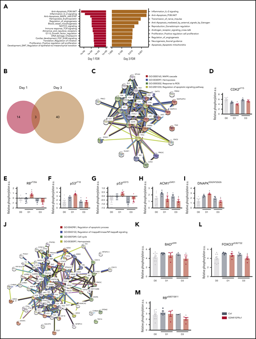 GDNF/GFRα1 treatment induces anti-apoptotic and anti-inflammatory processes in cultured HSPCs. (A) Enriched process networks from significantly changed peptides in GDNF/GFRα1 vs control (Ctrl) cultures after 1 day (left, red) or 3 days (right, mustard). (B) Venn diagram depicting overlap of significantly altered peptides between day 1 (red) and day 3 (mustard) from GDNF/GFRα1 vs Ctrl cultures. (C) String protein network for differential phosphorylation events at day 1. Lines indicate reported interactions. (D-I) Key differential phosphorylations induced by GDNF/GFRα1 treatment at day 1, represented as relative phosphorylation. A Student t test was used to measure significant differences. Day 0 CD34+CD38– input cells (gray), Ctrl (steel blue), and GDNF/GFRα1 (red) treatments at days 1 and 3 are presented. (J) String protein network for differential phosphorylation events at day 3. Lines indicate reported interactions. (K-M) Key differential phosphorylations induced by GDNF/GFRα1 treatment at day 3, represented as relative phosphorylation. For all graphs, a Student t test was used to calculate significant differences. *P < .05 vs Ctrl. Day 0 CD34+CD38− input cells (gray), Ctrl (steel blue), and GDNF/GFRα1 (red) treatments at days 1 and 3 are presented.