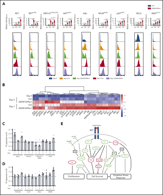 RET activation by GDNF/GFRα1 sustains an NF-κB/p53/BCL2 anti-apoptotic program in HSPCs during in vitro culture. (A) Bar graphs depict median intensity of signal from histograms below showing the profiles of key protein changes in CD34+ cells at day 0 (blue), day 3 control (Ctrl; orange), day 3 GDNF/GFRα1 (green), day 7 Ctrl (red), and day 7 GDNF/GFRα1 (purple; a.u., arbitrary units). (B) z-normalized heatmap of data in panel A, illustrating differences in CD34+CD38– cells at input, and CD34+ cells at day 3 and day 7 culture with or without GDNF/GFRα1 treatment assayed by mass cytometry, supervised by treatment condition. (C) Fold change RNA expression of key NF-κB target genes in GDNF/GFRα1–treated CD34+CD38– cells compared with Ctrls at days 1, 3, and 7. Gene names are noted under bar labels. A Student t test was used to calculate significant differences. (D) Fold change RNA expression of key genes altered at the protein level in GDNF/GFRα1–treated CD34+CD38– cells compared with Ctrls at days 1, 3, and 7. Gene names are noted under bar labels. A Student t test was used to calculate significant differences. (E) Illustrated pathway identified through kinome, mass cytometry, and RNA changes, defining activating (green) and inhibiting (red) phosphorylations, protein levels or RNA levels, and proposed modes of action. For panels C-D, *P < .05, **P < .005; N = 3 per condition and day tested.