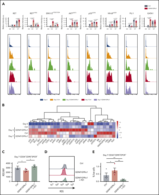HSCs exhibit specific responses to GDNF/GFRα1 resulting in reduced accumulation of intracellular ROS. (A) Bar graphs depict median intensity of signal from histograms below illustrating profiles of key protein changes in HSCs at day 0 (blue), day 3 control (Ctrl; orange), day 3 GDNF/GFRα1 (green), day 7 Ctrl (red), and day 7 GDNF/GFRα1 (purple, a.u. = arbitrary units). (B) z-normalized heatmap illustrating differences in HSC clusters at input, and day 3 and day 7 culture with or without GDNF/GFRα1 treatment assayed by mass cytometry, supervised by treatment condition. (C) Mean fluorescence intensity of intracellular ROS in HSCs at day 7 ± GDNF/GFRα1/PZ1. (D) Histograms illustrating changes in intracellular ROS at day 7. (E) Percentage of HSCs in cultured cells at day 7 ± GDNF/GFRα1/PZ1. For panels C-E, *P < .05, N = 4.