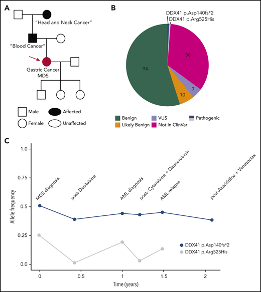 Illustrative case of deleterious DDX41 variants identified during clinical evaluation of a hematopoietic malignancy. (A) Family history revealed 2 cancers in the patient/proband (red circle), a blood cancer of unclear nature in the father, and a head and neck cancer in the paternal grandmother. (B) Molecular profiling via a 150-gene clinical NGS panel identified 171 total variants. After annotation, filtering for clinical relevance, and individual verification by the in-house pathologist, 7 (4%) were reported as variant of uncertain significance, and the 2 (1.1%) DDX41 variants were reported as pathogenic on a final document provided to the treatment team. (C) DDX41 allele VAF is graphed throughout the patient’s clinical course for the 2 variants identified. AML, acute myeloid leukemia.