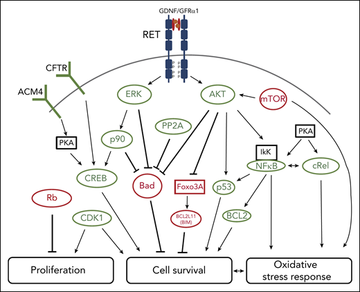 GDNF/GFRα1 induces an array of downstream responses upon associating with the RET receptor in cultured cord blood HSCs. Illustrated pathways were identified through a combination of kinome profiling, mass cytometry, and assessment of RNA level changes. Activating (green) and inhibiting (red) phosphorylations, protein levels or RNA levels, and proposed modes of action are shown. Altogether, RET stimulation promotes a coordinated program of increased HSC proliferation, survival, and resistance to oxidative stress to potentiate HSC expansion. See Figure 5E in the article by Grey et al that begins on page 2535.