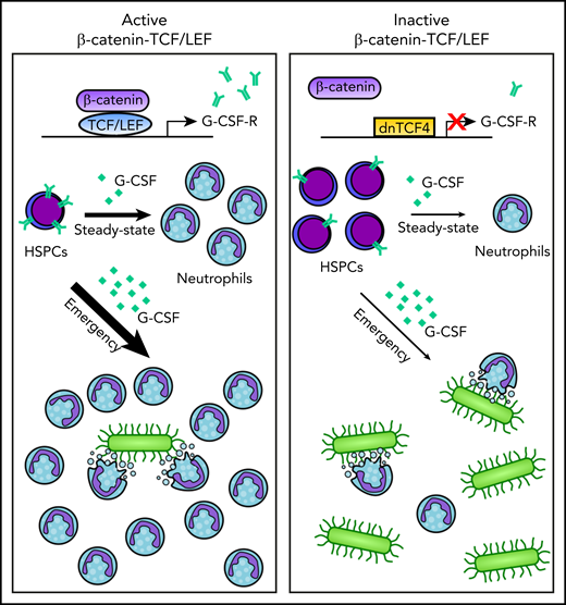Active β-catenin-TCF/LEF signaling drives expression of the G-CSF receptor on HSPCs which, in turn, renders HSPCs more responsive to G-CSF thereby promoting steady-state and emergency granulopoiesis (left panel). By contrast, disruption of the β-catenin-TCF/LEF signaling results in impaired steady-state and emergency granulopoiesis (right panel). See graphical abstract in the article by Danek et al that begins on page 2574.