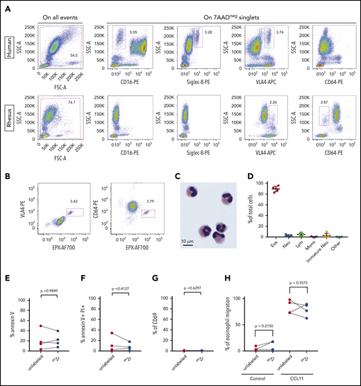 Purification and 89Zr-oxine labeling of rhesus blood eosinophils. (A) Flow cytometric analysis with cell surface staining for CD16, Siglec-8, VLA4, or CD64 in human and rhesus whole-blood samples. Representative plots are shown for each marker. (B) Representative dot plots show flow cytometric analysis with cell surface staining for VLA4 or CD64 followed by intracellular staining for EPX in rhesus granulocytes. (C) A representative image shows nuclear and cytoplasmic morphology of rhesus eosinophils after purification. (D) Eosinophil purity in the CD64-negative rhesus granulocyte fraction. Shown is the relative abundance of 5 WBC types in the purified cell fraction in 5 independent experiments. Error bars represent mean ± SD. (E-H) Apoptosis, viability, activation, and migration assays measured by flow cytometry in purified rhesus eosinophils, with or without 89Zr-oxine labeling: percentage of cells positive for the early apoptosis marker annexin V (E), in 4 independent experiments; percentage of nonviable cells, defined as cells positive for both annexin V and propidium iodide, in 4 independent experiments; (G) percentage of cells positive for the activation marker CD69, in 3 independent experiments (F); and in vitro migration of purified rhesus eosinophils, with or without 89Zr-oxine labeling (H), toward control (no chemokine) or recombinant rhesus CCL11. The percentage of cells that migrated toward CCL11 on a Transwell assay after 2 hours of incubation, in 4 independent experiments, is shown. Statistical analysis of the data in panels E-H was performed with the paired Student t test.