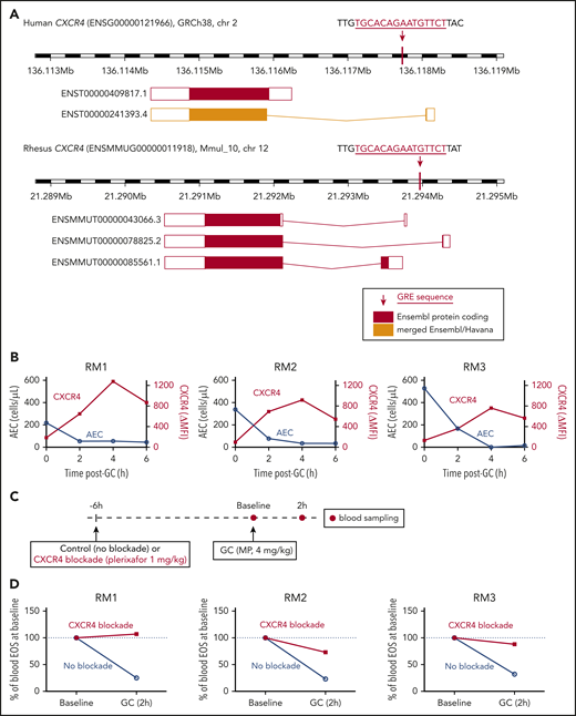 Glucocorticoid-induced eosinopenia is CXCR4 dependent. (A) The CXCR4 locus in the human and rhesus genomes, highlighting the location of the GREs relative to the known transcript isoforms in each species. (B) Peripheral blood AECs and eosinophil surface expression of CXCR4 over time after a single dose of methylprednisolone (4 mg/kg IV). Results of 3 independent experiments, each in 1 unrelated adult rhesus macaque. CXCR4 surface levels are expressed as ΔMFI (MFI CXCR4 staining minus MFI isotype control). (C) Experimental design for testing the effect of CXCR4 blockade on glucocorticoid-induced eosinopenia. (D) Glucocorticoid-induced eosinopenia in the presence or absence of CXCR4 blockade. Eosinophil counts are expressed as a percentage of the BL count for each condition. Results of 3 independent experiments, each in 1 unrelated adult rhesus macaque. GC, glucocorticoid; MP, methylprednisolone; RM, rhesus macaque.