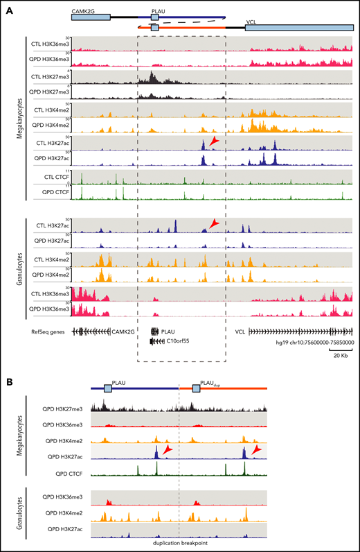 QPD results in a loss of repressive chromatin and repositions PLAU relative to a candidate megakaryocyte enhancer. (A) Genome browser view of tracks produced by ChIP-seq of H3K27ac (blue), H3K4me2 (orange), and H3K36me3 (red) in granulocytes and megakaryocytes, from QPD and control (CTL), and H3K27me3 (gray) and CTCF (green) from QPD and CTL megakaryocytes only (bottom). Each track shows merged signal from 3 biological replicates with the exception of the CTL granulocyte H3K4me2, for which only 2 biological replicates were used. ChIP-seq track values are shown as fold change over input. Arrowheads mark the position of ENHQPD. The schematic (top) describes the duplication in QPD. Dashed lines mark the boundaries of the duplicated region. Tracks were visualized using the WashU epigenome browser with the following settings: summary method, max; smoothing window, 3 pixels. (B) ChIP-seq signal from QPD megakaryocytes and granulocytes aligned to a custom chromosome 10 containing the QPD duplication. Tracks were smoothed before visualization with Sushi70 in R. Only unmapped reads and reads mapping to chromosome 10 from hg19 alignments were used.
