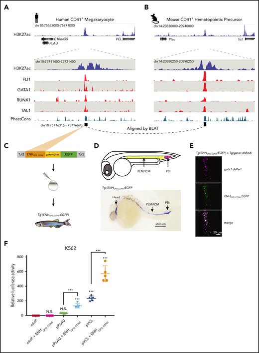 ENHQPD is a conserved hematopoietic enhancer that acts in synergy with the PLAU and VCL promoters. (A) Views of human ENHQPD. H3K27ac signal from QPD megakaryocytes (blue, including zoom in view) are compared with published ChIP-seq tracks for hematopoietic transcription factors from cord blood–derived megakaryocytes44 (red), expressed as fold change over input. Teal track shows a 46-way vertebrate PhastCons score. (B) Similar views of the orthologous equivalent of ENHQPD in mouse, showing ChIP-seq tracks for corresponding transcription factors profiled in mouse CD41+ hematopoietic precursor cells.45 Black squares in panels A and B (bottom) depict ENHQPD_CONS. (C) The Tol2 reporter vector system. (D) An embryo at 24 hpf (top), showing known early-stage zebrafish hematopoietic tissues (adapted from Chen and Zon,47 with permission); in situ staining (bottom) for GFP in Tg(ENHQPD_CONS:EGFP). A representative F2 embryo at 24 hpf is shown. Embryos were fixed at 24 hpf in 4% paraformaldehyde and incubated with a digoxigenin-labeled antisense gfp probe. RNA-probe hybrids were detected by an alkaline phosphatase–conjugated antibody (anti-digoxigenin-AP and Fab fragments; 1:5000; Roche, Basel, Switzerland) that catalyzed reaction on a chromogenic substrate (NBT/BCIP; Roche). Stained embryos were cleared in 2:1 benzyl benzoate/benzyl alcohol solution and imaged under an Axio Zoom.V16 Stereoscope (Zeiss, Oberkochen, Germany). PLM, posterior lateral mesoderm; ICM, interior cell mass; PBI, posterior blood island. (E) Confocal microscopy image of the PBI in a representative Tg(gata1:dsRed) x Tg(ENHQPD_CONS:EGFP) double-transgenic embryo. At 24 hpf, embryos were mounted in 1% (w/v) low-melt agarose (Sigma-Aldrich, St. Louis, MO) and imaged under a Nikon A1R Si Point scanning confocal microscope (Nikon, Tokyo, Japan). (F) Relative luciferase activity for minimal (minP), PLAU (pPLAU), or VCL (pVCL) promoter constructs, with or without ENHQPD_CONS, assayed in K562 erythroid leukemia cells. Data points show measured values averaged from 4 technical replicates (separate wells) per construct, for 5 separate transfections. All values were normalized relative to minP in their respective cell type. Statistical analysis was performed using 1-way analysis of variance with the Tukey correction. Asterisks immediately above data points denote significance compared with minP. Error bars show standard deviation of mean. Asterisks denote significance vs minP and other select pairwise comparisons. ***P < .001; n.s., not significant. All constructs and inserted sequences are further described in “Materials and methods” and supplemental Methods.
