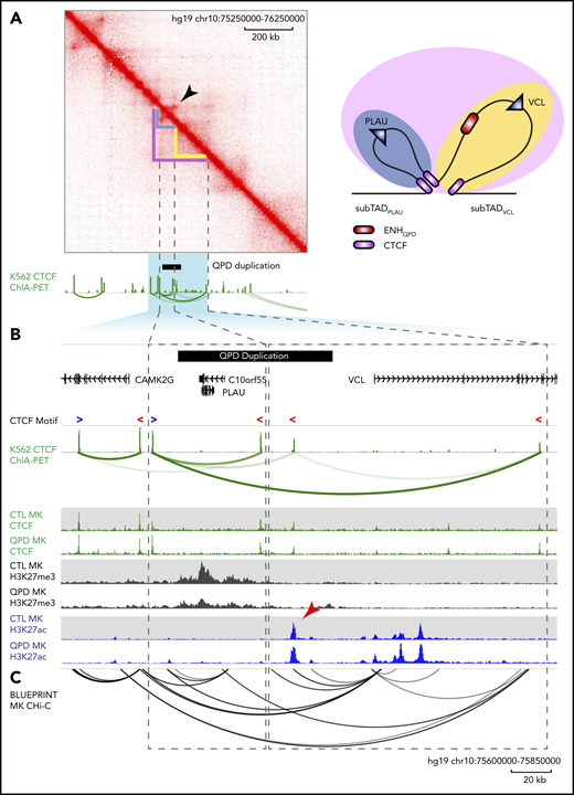 The QPD duplication spans the sub-TAD boundary separating PLAU and ENHQPD. (A) Hi-C interaction matrix from K562 erythroid leukemia cells. Green tracks show K562 CTCF ChIP-seq and ChIA-PET interactions. Arrowhead marks a corner-dot feature, indicative of a looping interaction. A graphic interpretation (right) of the sub-TAD structures. Domains are color coded corresponding to structures marked on the Hi-C interaction matrix: blue, sub-TADPLAU; yellow, sub-TADVCL. CTCF sites are shown in purple. (B) Zoom-in of the highlighted region in panel A. K562 CTCF ChIP-seq ChIA-PET interactions (top) as in panel A. Blue “>” and red “<” depict forward- and reverse-oriented CTCF motifs, respectively. H3K27ac (blue) and H3K27me3 (gray) and CTCF (green) ChIP-seq tracks (bottom) from QPD and control megakaryocytes (MK), as in Figure 2. Black bar marks the region duplicated in QPD. Dashed rectangles mark the inferred inactive sub-TADPLAU (left) and active sub-TADVCL (right) domains. Arrowhead marks the position of ENHQPD. (C) Black arcs show the megakaryocyte promoter capture Hi-C interactions reported by Javierre et al.51 Only interactions with a soft-thresholded, negative log-weighted P ≥ 5 are shown.