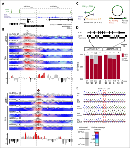 QPD results in ectopic enhancer-gene interactions specific to the disease chromosome. (A) H3K27ac tracks from control megakaryocytes, CTCF ChIA-PET tracks from K562, and gray-dashed boxes marking sub-TADPLAU and sub-TADVCL are shown, as in Figure 4. Black horizontal bar marks the position of the QPD duplication. (B) Individual 4C-Seq contact profiles from QPD and control megakaryocytes generated using a bait (restriction fragment) at the PLAU promoter (top) and EHNQPD (bottom), marked by black and red anchor symbols, respectively. For domainograms, the black trendline shows the median contact frequency in 5-kb windows tiled across 1-kb increments normalized to the maximum median value at 5-kb resolution; shaded area indicates the 20th to 80th percentiles. The heat map color-scale shows median contact frequency in the windows of increasing size from 2 to 50 kb tiled across 1-kb increments, normalized relative to the maximum median value at 12-kb resolution. Bar plots below domainograms depict log2 fold enrichment in 4C contacts in QPD vs control samples calculated for 5-kb bins tiled across 1-kb increments. Counts for bins falling within the duplicated region were divided by 1.5 to adjust for the copy number in the QPD samples. Red and black bars signify windows of nominally significantly increased interaction in QPD and control samples, respectively (nonadjusted P < .1; 2-tailed Student t test). (C) The 4C-seq design used to assess allele-specific contacts from the ENHQPD perspective. (D) Genome browser view (top) of PLAU DpnII fragments (black rectangles below the gene model) and SNPs rs1916341 and rs2227574 (vertical black bars). Fragments harboring SNPs are outlined in red. The percentage of reads (bottom) from each 4C sample at 2 SNPs that contain either the allele from the disease chromosome or the other allele. Dashed black line show the expected frequency of QPD alleles based on 1.5 copy (ie, 0.66). Numbers below bars correspond to the total number of reads mapped to a given SNP. (E) Sanger sequencing chromatographs of 4C prelibrary PCR products from 2 control and 3 QPD samples. Genotypes are displayed in the format control allele > QPD allele. *P < .01; **P < .001; ***P < .0001 by 2-tailed binomial test.