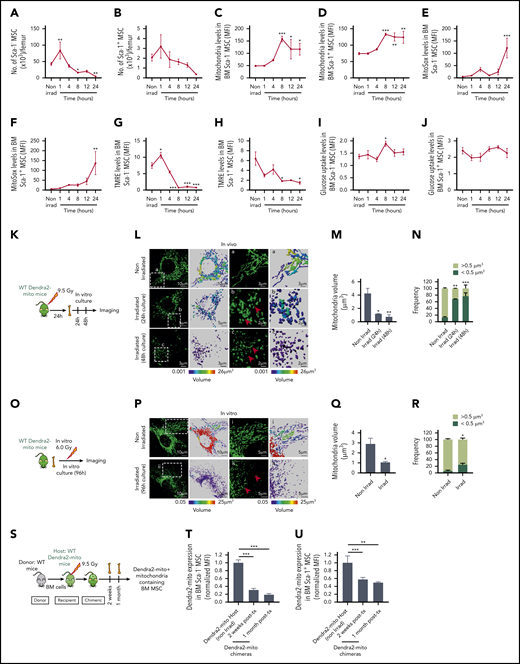 Lethal TBI induces mitochondrial damage in BM stromal precursor cells. (A-J) WT mice were lethally irradiated and Sca-1− (A, C, E, G, I) and Sca-1+ (B, D, F, H, J) BM stromal precursors were analyzed at the indicated time points postirradiation. (A-B) The number of Sca-1− and Sca-1+ BM stromal precursor cells in nonirradiated and irradiated mice. Mitochondrial mass (Mitotracker green staining) (C-D), mitochondrial ROS (MitoSox red staining) levels (E-F), mitochondrial transmembrane potential (TMRE staining) (G-H), and glucose uptake levels (I-J) in BM Sca-1− and Sca-1+ BM stromal precursors before and after irradiation. Data are presented as average of 3 to 7 mice per group. (K) Schematic illustration of in vivo irradiation experiment for stromal mitochondria imaging. (L) Representative confocal microscopy images showing mitochondrial (green) network in MSC cultured for 24 hours and 48 hours after in vivo lethal irradiation. The boxed area (a) and the respective high-magnification images show long, tubular mitochondria network in nonirradiated BM MSC. The boxed areas (b-c) and the respective high-magnification images demonstrate global mitochondrial fragmentation with loss of the long, tubular mitochondrial structures and presence of many small rounded mitochondria at 24 hours and 48 hours (red arrows), respectively. (M) Quantification of mean mitochondrial volume per surface in MSC after in vivo irradiation and culture. (N) Frequency of mitochondrial events with size higher or lower than 0.5 μm3 in volume. (O) Schematic illustration of in vitro irradiation experiment for stromal mitochondria imaging. (P) Representative confocal microscopy images showing mitochondrial (green) network in MSC cultured for 96 hours after in vitro irradiation. The boxed area (i) and the respective high-magnification images show long, tubular mitochondria network in nonirradiated BM MSC (similar to nonirradiated L). The boxed areas (ii) and the respective high-magnification images demonstrate again global mitochondrial fragmentation with loss of the long, tubular mitochondrial structures and presence of many small rounded mitochondria at 96 hours after in vitro irradiation of BM MSC (red arrows). (Q) Quantification of mean mitochondrial volume per surface in MSC after in vitro irradiation. (R) Frequency of mitochondrial events with size higher or lower than 0.5 μm3 in volume. Both in vivo and in vitro experiments were performed as 2 independent experiments. Mitochondrial network and volume were analyzed using Imaris surface building algorithm, and the statistical color coding of mitochondrial volume are shown. Scale bar, 2, 3, 5, and 10 µm. (S-U) Schematic illustration of lethally irradiated Dendra2-mito WT mice transplanted with WT BM cells and analyzed at 2 weeks and 1 month posttransplantation (S). Normalized mean fluorescence intensity level of Dendra2 mitochondria in Sca-1− (T) and Sca-1+ (U) BM stromal precursor cells were analyzed before irradiation, and 2 weeks and 1 month posttransplantation. Data are the average of 3 to 6 mice per group. All data are represented as mean ± SEM. Statistical significance was assessed using 1-way ANOVA except in panels Q and R where the 2-tailed Student t test was used. *P < .05, **P < .01, ***P < .001.