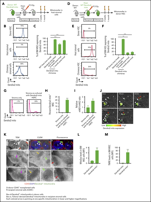 Donor hematopoietic cells transfer functional mitochondria to the irradiated host BM MSC following total body irradiation. (A-C) Schematic illustration of transplantation protocol. Lethally irradiated congenic WT mice transplanted with CD45+ BM cells obtained from Dendra2-mito WT mice and analyzed 2 weeks and 1 month posttransplantation (A). Representative histograms after 1 month posttransplantation (B) and quantified analyses (C) show the levels of Dendra2+ mitochondria transfer from donor HSPC to host BM-MSC (CD45−/PDGFRα+/Sca-1−). Data are the average of 3 to 5 mice per group. (D-F) Lethally irradiated WT Dendra2-mito mice transplanted with CD45+ BM cells obtained from congenic WT mice and analyzed 2 weeks and 1 month posttransplantation (D). Representative histograms after 1 month posttransplantation (E) and quantified summary (F) show the levels of Dendra2+ mitochondria transfer from host Dendra2-mito stromal cells to WT donor HSC (CD34−/Lin−/Sca-1+/c-Kit+). Data are the average of 3 to 6 mice per group. (G-I) BM MSC were cocultured with CD45+ cells isolated from Dendra2-mito WT mice for 16 hours, and the transfer of mitochondria from Dendra2-mito CD45+ cells to MSC was analyzed. Histograms (G) and bar diagram (H) representing the percentage of MSC containing donor-derived Dendra2+ mitochondria. (I) Relative quantification of mitochondrial content in stromal cells cocultured with or without Dendra2-mito CD45+ cells was analyzed by real-time polymerase chain reaction using ND1 gene belonging to mitochondrial DNA (mND1) and nuclear hexokinase 2 (nHK2) gene. n = 4-6 independent experiments. (J) Representative example of mitochondrial transfer kinetics followed for up to 225 min. Confocal spinning disk microscopy of hematopoietic Dendra2-mito cells cocultured with WT stromal precursors. Heat map shows the Dendra2 signal intensity. Images taken at indicated time points show the transfer of mitochondria from 1 hematopoietic cell (H) toward a neighboring stromal cell (S) after a long, thin hematopoietic cell extension. White arrows depict mitochondria moving away from H to S and red arrows depict mitochondria already transferred to S. (K) TEM images of mitochondria transfer in an in vivo setting. WT Dendra2-mito CD45+ cells were transplanted in lethally irradiated WT congenic mice and the transfer of Dendra2+ mitochondria from HSPC to MSC was analyzed 4 months posttransplantation. (a) Representative TEM images showing donor (D) and recipient (R) cells, and mitochondrial cristae. (b) Overlay of TEM image with identical fluorescent micrograph (correlative light electron microscopy, CLEM). (c) Fluorescent microscopy image showing donor CD45+ hematopoietic cells (red) and Dendra2+ mitochondria (green). Nuclei were counterstained with 4′,6-diamidino-2-phenylindole (DAPI) . The short white arrows in panels a-c show Dendra2+ mitochondria in donor CD45+ cells. The short red arrows in panel a-c represent donor Dendra2+ mitochondria in recipient stromal cells. The boxed areas (d, e, and f) in panel a are magnified in TEM image panels d, e and f, respectively. TEM magnification of mitochondria indicated by a long magenta arrow in panel d is presented in TEM micrograph (g). TEM magnification of mitochondria indicated by a long yellow arrow and a green arrow in panel e are presented in TEM micrographs panels h and i, respectively. TEM magnification of mitochondria indicated by a long red arrow in panel f is presented in TEM micrograph (j). All these mitochondrial images represent donor-derived Dendra2+ mitochondria which either persist in the hematopoietic (CD45+, red fluorescent) donor cell (d, g) or have been transferred to a recipient BM stromal cell (CD45−, with no red fluorescence; in e, f, h, i, and j). TEM micrographs in panels g, h, i, and j provide morphological detail on mitochondrial cristae and membranes. Scale bar, 2 µm, 500 nm, and 200 nm. (L-M) Mitochondrial ROS levels (L) and (M) membrane potential in host MSC containing (Dendra2-mito+) or not (Dendra2-mito−) donor-derived Dendra2+ mitochondria assessed at 1 month posttransplantation (n = 5 mice per group). All data are presented as mean ± SEM. Statistical significance was assessed using 2-tailed Student t test except in panels C and F, where one-way ANOVA was used. **P < .01, ***P < .001.