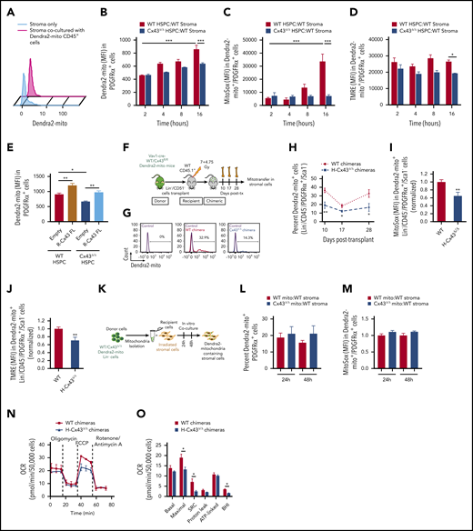 Mitochondrial transfer from Connexin 43 deficient donor HSPC to BM MSC is decreased. (A) Level of Dendra2-mito transfer from HSPC to BM stromal cells in coculture without contact in trans-wells of 0.3µm. (B-D) WT or H-Cx43Δ/Δ Dendra2-mito Lin-negative cells were cocultured on WT MSC and the transfer of Dendra2+ mitochondria in MSC was analyzed. Mean fluorescence intensity of Dendra2 in PDGFRα+ MSC after 2, 4, 8, and 16 hours of coculture (B). Mitochondrial ROS levels (C) and ΔΨm (D) in PDGFRα+ MSC containing donor-derived Dendra2+ mitochondria at different times of coculture. Data are the average of 3 to 6 independent experiments. (E) Lin-negative cells from WT or Vav1-cre Cx43fl/fl Dendra2-mito mice were transduced with empty or Cx43-full length (R-Cx43-FL) retrovirus vector, followed by coculture over WT stroma for 16 hours. Overexpression of R-Cx43-FL in Cx43Δ/Δ Dendra2+ HSPC rescue mitochondrial transfer in PDGFRα+ MSC. The frequency of mitochondria transfer in PDGFRα+ MSC was also increased in R-Cx43-FL transduced WT HSPC. Data are the average of 3 independent experiments. (F-J) Schematic illustration of lethally irradiated congenic WT CD45.1+ mice transplanted with WT or Cx43Δ/Δ Dendra2-mito Lin−/CD51− cells and analyzed at days 10, 17, and 28 posttransplantation (F). Representative histograms (G) and bar diagram (H) show the frequency of BM Lin−/CD45−/PDGFRα+/Sca-1− MSC containing Dendra2+ mitochondria from donor hematopoiesis at the indicated days posttransplantation. Mitochondrial ROS levels (I), and ΔΨm (J) in WT and H-Cx43Δ/Δ chimeric mice BM Lin−/CD45−/PDGFRα+/Sca-1− MSC containing donor-derived Dendra2+ mitochondria after 28 days posttransplantation are shown. (n = 4-9 mice per group, 2 independent experiments). (K-M) Incorporation of isolated mitochondria from HSPC is independent of the expression of Cx43 in source HSPC. Dendra2+ mitochondria were isolated from WT and Cx43Δ/Δ Dendra2-mito Lin-negative cells and coculture over-irradiated (7.5 Gy) WT primary stroma for 24 and 48 hours (K). Bar graphs show the frequencies of PDGFRα+ MSC containing extracellular Dendra2+ mitochondria at indicated time points (L), and mitochondrial ROS production in PDGFRα+ MSC containing extracellular Dendra2+ mitochondria (M). Data are the average of 3 to 5 independent experiments. Dendra2+ mitochondria isolated from WT HSPC (WT mito). Dendra2+ mitochondria isolated from Cx43Δ/Δ HSPC (Cx43Δ/Δ mito). (N-O) BM Lin−/CD45− cells containing donor-derived Dendra2+ mitochondrial were sorted from WT and H-CX43Δ/Δ chimeric mice (1 month posttransplantation) and mitochondrial OCR was measured by Seahorse XFe96-Analyzer using sequential injections of oligomycin, FCCP, and Rotenone (N). Quantification summary of mitochondrial OCR in WT and H-CX43Δ/Δ chimeric mice Lin−/CD45− cells containing donor-derived mitochondria (data are the average of 3 independent experiments with 2 to 4 technical replicates) (O). All data represented as mean ± SEM. Statistical significance was assessed using 1-way ANOVA except in panels H, I, J, and O where 2-tailed Student t tests were used. *P < .05, **P < .01, ***P < .001. BHI, bioenergetic health index; FCCP, carbonyl cyanide 4-(trifluoromethoxy) phenylhydrazone; SRC, spare respiratory capacity.