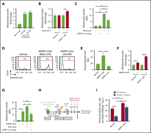 AMPK inhibition in HSPC controls mitochondria transfer to BM MSC. (A) Primary BM MSC were irradiated (9.5 Gy or 20 Gy), and 48 hours postirradiation, were cocultured with CD45+ cells isolated from Dendra2-mito WT mice for 16 h at 37°C, and the transfer of mitochondria in MSC was analyzed. (B) Primary BM MSC or CD45+ cells isolated from Dendra2-mito WT mice were pretreated with Rejuvesol for 4 hours and washed with intact media. Rejuvesol-pretreated stromal or CD45+ cells were cocultured with CD45+ cells isolated from Dendra2-mito WT mice or WT primary MSC, respectively, for 16 hours, and the transfer of mitochondria in MSC was analyzed. (C) Primary BM MSC were cocultured with CD45+ cells isolated from Dendra2-mito WT mice with/without Rejuvesol and P2RX7 receptor inhibitor for 16 hours and the transfer of mitochondria in MSC was analyzed. (D-E) Primary BM MSC were cocultured with CD45+ cells isolated from Dendra2-mito WT mice with/without AMPK inhibitor (BML-275) or AMPK activator (AICAR) for 16 hours, and the transfer of mitochondria in MSC was analyzed. Representative plots (D) and quantification summary (E) shows the effect of AMPK inhibitor and activator on mitochondria transfer from HSPC to BM MSC. (F) Primary BM MSC or CD45+ cells isolated from Dendra2-mito WT mice were pretreated with AMPK inhibitor for 4 hours and washed with intact media. AMPK inhibitor–pretreated stromal and CD45+ cells were cocultured with CD45+ cells isolated from Dendra2-mito WT mice or WT stromal cells, respectively, for 16 hours and the transfer of mitochondria in MSC was analyzed. (G) Primary BM MSC were cocultured with CD45+ cells isolated from Dendra2-mito WT mice with/without AMPK inhibitor, P2RX7 receptor inhibitor and Rejuvesol for 16 hours, and the transfer of mitochondria in MSC was analyzed. (H-I) Schematic illustration of lethally irradiated congenic WT CD45.1+ mice transplanted with WT or Cx43Δ/Δ Dendra2-mito HSPC and treated with vehicle control or AMPK inhibitor (BML-275, 10 mg/kg, interperitoneally) on days 5, 6, and 7 posttransplantation, and analyzed 2.5 hours after the last dose (H). Transfer of Dendra2+ mitochondria from donor HSPC to BM Lin−/CD45−/PDGFRα+/Sca-1− cells in WT and H-Cx43Δ/Δ chimeric mice treated with vehicle control or AMPK inhibitor (I). n = 8 mice per group, 2 independent experiments. All in vitro data are the average of 4 to 6 independent experiments. Data represented as mean ± SEM and statistical significance was assessed using 1-way ANOVA. *P < .05, **P < .01 and ***P < .001.