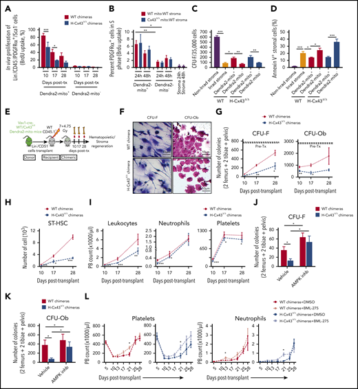 Mitochondria transfer from healthy hematopoietic progenitors boosts stromal cell proliferation and hematopoietic recovery following irradiation and transplantation. (A) Proliferation rates in WT and H-Cx43Δ/Δ chimeric mice that were injected with BrdU for 1 hour before analysis. Proliferation of BM Lin−/CD45−/PDGFRα+/Sca-1− MSC receiving (positive) or not (negative) Dendra2+ mitochondria from donor hematopoiesis was measured at 10, 17, and 28 days posttransplantation. Data are the average of 4 mice per group. (B) Dendra2+ mitochondria isolated from WT and Cx43Δ/Δ Dendra2-mito Lin-negative cells were cocultured over irradiated (7.5 Gy) WT stroma for 24 and 48 hours. Brdu uptake by MSC containing or not containing Dendra2+ mitochondria were analyzed at indicated times of coculture. Data are the average of 3 to 6 independent experiments. Dendra2+ mitochondria isolated from WT HSPC (WT mito), Dendra2+ mitochondria isolated from Cx43Δ/Δ HSPC (Cx43Δ/Δ mito). (C-D) Dendra2+ mitochondria isolated from WT and Cx43Δ/Δ Lin-negative cells were cocultured over irradiated (7.5 Gy) WT stroma. After 24 hours, MSC containing (Dendra2-mito+) or not (Dendra2-mito−) extracellular Dendra2 mitochondria were FACS sorted and grown for 3 days. CFU-F (C), and apoptosis as measured by Annexin V staining (D) in Dendra2-mito+ and Dendra2-mito− MSC are shown. Data are the average ± SEM of 3 independent experiments. (E-I) Schematic illustration of lethally irradiated congenic WT CD45.1+ mice that were transplanted with WT or Cx43Δ/Δ Dendra2-mito Lin−/CD51− cells and analyzed at days 10, 17, and 28 posttransplantation (E). Representative example (F) and the frequency of BM CFU-F and CFU-Ob in donor, WT, and H-Cx43Δ/Δ chimeric mice at indicated time posttransplantation (G). BM ST-HSC (Lin−/c-Kit+/Sca-1+/CD48−/CD150−) content in WT and H-Cx43Δ/Δ chimeric mice at days 10, 17, and 28 posttransplantation (H). Peripheral blood counts for leukocytes, neutrophils, and platelets in WT and H-Cx43Δ/Δ chimeric mice at indicated times posttransplantation (I). Data are presented as average ± standard deviation from 2 independent experiments using 4 to 8 mice per group. (J-L) Lethally irradiated WT mice transplanted with WT or Cx43Δ/Δ Dendra2-mito HSPC were treated with vehicle control or AMPK inhibitor (BML-275, 10 mg/kg, intraperitoneally) on days 5, 6, and 7 posttransplantation and analyzed. CFU-F (J) and CFU-Ob (K) in vehicle or AMPK inhibitor–pretreated WT and H-Cx43Δ/Δ chimeric mice on day 7 posttransplantation. Peripheral blood platelet and neutrophil counts in WT and H-Cx43Δ/Δ chimeric mice treated with vehicle control (DMSO) or AMPK inhibitor (BML-275) at indicated time points posttransplantation (L). Data are the average of 4 to 6 mice per group, 2 independent experiment. All data represented as mean ± SEM. Statistical significance was assessed using 2-tailed Student t test except in panels A, C-D where 1-way ANOVA was used. *P < .05, **P < .01, ***P < .001. Scale bar, 10 µm.