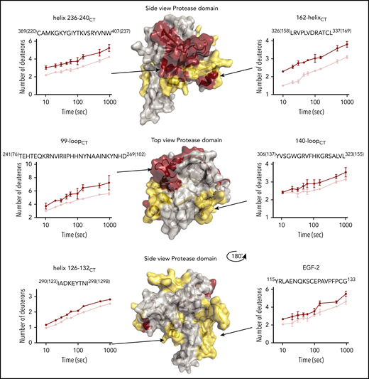Deuterium uptake plots of HDX-MS of FIXa–FVIIIa complex. Changes in deuterium uptake in HDX-MS of FIXa–FVIIIa complex are displayed dark red (predominant change), yellow (moderate change), and gray on the crystal structure of FIXa, Protein Data Base (PDB) code 2wpm.14 Data indicate that major part of the protease domain and EGF-2 is affected by FVIIIa. Examples of deuterium uptake plots are also shown. Chymotrypsin numbering is indicated between brackets at the side of the peptide sequence. The red curves indicate FIXa in the absence of FVIIIa. FIXa incubated in the presence of FVIIIa is shown in pink. The complete set of peptides is reported in supplemental Figure 1.