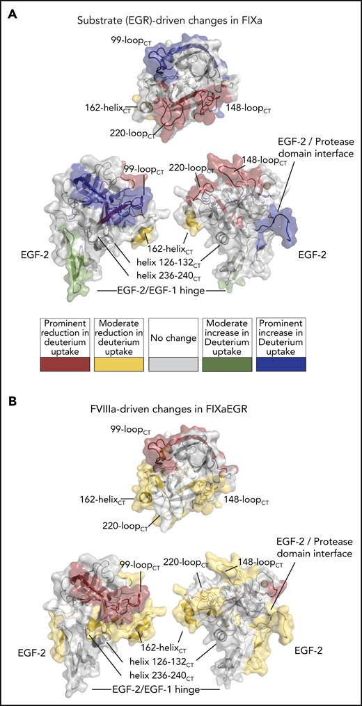 HDX-MS of FIXa irreversibly bound to the pseudo-substrate Glu-Gly-Arg-chloromethylketone (FIXaEGR). (A) FIXaEGR was compared with EGR-free FIXa where changes (mapped on FIXa crystal structure PDB: 2wpm) were detectable for hinge EGF-1/EGF-2, interface EGF-2/protease domain, 99-loopCT, 148-loopCT, 162-helixCT, and 220-loopCT. (B) FIXaEGR was incubated in the presence and absence of FVIIIa, and differences were highlighted on the FIXa crystal structure. Changes were detectable at EGF-2, interface EGF-2/protease domain, 99-loopCT, helix 126-132CT, 148-loopCT, 162-helixCT, and helix 236-240CT. HDX-MS measurements were based on 3 time points and mapped following the color coding as indicated. Differences were rated as prominent when 3 out of 3 time points showed ≥0.35 Da difference per peptide, moderate with 1 or 2 time points out of 3, and no appreciable change when all time points showed <0.35 Da difference.