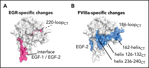 Cofactor-induced vs substrate-induced changes in deuterium uptake. (A) Among the changes induced by the EGRck alone, the 220-loopCT appears to be the only region involved on the protease domain together with the hinge EGF-1/EGF-2 on the light chain (pink). (B) FVIIIa induces changes on EGF-2, helix 126-132CT, helix 236-240CT, and the C-terminal part of 162-helixCT (blue). Data indicate the cluster of helices, helix 126-132CT, helix 236-240CT, and the C-terminal part of 162-helixCT, known as exosite II, as the putative FVIIIa binding site.