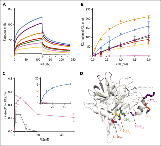 Functional characterization of FIXa with substitutions in exosite II. (A) Binding of FIXa variants to the A2 subunit of FVIII was measured by SPR as described in “Materials and methods.” The graph shows association and dissociation curves for wt-FIXa (blue), FIXaK293A{126CT} (red), FIXaR333A{165CT} (pink), FIXaR338A{170CT} (orange), FIXaK341A{173CT} (purple), FIXaK400A{230CT} (green), FIXaR403A{233CT} (yellow), and the double mutant FIXaR333A+R403A{165+233CT} (gray) at a concentration of 400 nM. (B) FX activation in the presence of FVIIIa was performed with various concentrations of FVIII. FVIII was incubated with phospholipids (100 µM), FX (200 nM), and 0.1 nM of wt-FIXa (blue), FIXaK293A{126CT} (red), FIXaR333A{165CT} (pink), FIXaR338A{170CT} (orange), FIXaK341A{173CT} (purple), FIXaK400A{230CT} (green), FIXaR403A{233CT} (yellow), or FIXaR333A+R403A{165+233CT} (gray). Data represent the mean of 2 independent experiments. (C) Activation of FX (0-50 nM) by 0.3 nM of FIXaR333A{165CT} (pink) or FIXaR333A+R403A{165+233CT} (gray). The inset shows the same data with wt-FIXa included. FX activation was assessed in the presence of 100 μM phospholipids and 0.3 nM FVIIIa. Data represent the mean of 2 to 3 independent experiments. (D) Basic residues of the α-helix 126-132CT, 162-helixCT, and α-helix 236-240CT were mutated into alanine residues. Chymotrypsin numbering is indicated (FIXa PDB 2wpm).