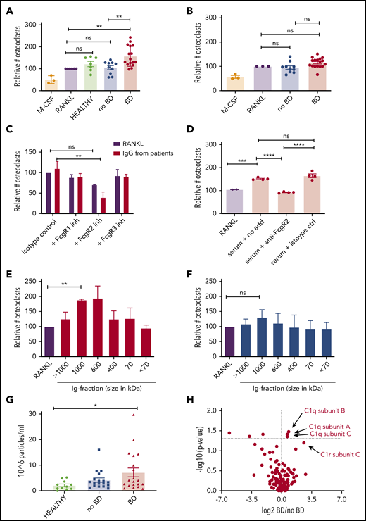 IgG isolated from myeloma patients with BD induce osteoclastogenesis. (A-B) Immunoglobulins isolated from patients with BD (BD) or without BD (no BD) or from healthy control subjects were added to preosteoclasts derived from CD14+ cells isolated from PBMCs of healthy donors. After 2 to 4 days, cells were TRAP stained, and TRAP-positive cells with ≥3 nuclei were counted as osteoclasts. Cells were incubated with RANKL (10 ng/mL) as a positive control and macrophage colony-stimulating factor (M-CSF; 30 ng/mL) only as a negative control In panel A, IgG from IgG-myeloma patients (the M component) (5 μg/mL) with (n = 16) and without (n = 10) BD, were used; in panel B, IgGs (5 μg/mL) isolated from the serum of IgA, IgD or nonsecretory patients (uninvolved immunoglobulins) with (n = 17) and without (n = 10) BD were used. Numbers of osteoclasts are presented relative to the RANKL positive control. **P < .01 using ANOVA followed by the Šidák multiple comparisons test. (C) Relative increase in osteoclasts after immunoglobulins (5 μg/mL, n = 4 patients with BD) were added to preosteoclasts that were previously blocked with neutralizing anti-FcγR antibodies. The number of TRAP-positive cells was counted after 1 to 3 days. **P < .01 using mixed model ANOVA followed by Tukey’s multiple comparisons test. (D) Preosteoclasts were stimulated with serum from myeloma patients (n = 4) with and without FcγRII antibody. The number of osteoclasts after 1 to 2 days was evaluated by using TRAP staining. ***P < .001, ****P < .0001 using ANOVA followed by the Šidák multiple comparisons test. (E-F) Isolated immunoglobulins (n = 3 per group) were separated based on size on a Sepharose 6 size-exclusion column, and the different fractions were added to preosteoclasts. The number of mature osteoclasts after 1 to 3 days was evaluated by using TRAP staining. **P < .01 using repeated measurements one-way ANOVA followed by Dunnett’s multiple comparisons test. (G) Amount of nanoparticles over 100 nm (range, 50-200 nm) in size for healthy control subjects (n = 11), no-BD patients (n = 18), and BD patients (n = 20). Error bars represent the standard error of the mean. *P < .05 using ANOVA followed by the Šidák multiple comparisons test. (H) Mass spectrometric analyses of IgG derived from patients with (n = 11) or without (n = 8) BD. P values corrected for multiple comparisons are shown on the y-axis. ns, not significant.