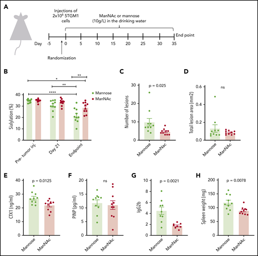 Treatment with the sialic acid precursor ManNAc reduces the number of lesions and tumor load in vivo. (A) Twenty mice were given an intravenous injection of 2 × 106 of 5TGM1 mouse multiple myeloma cells and treated with ManNAc and the corresponding vehicle (mannose), both administered at 10 g/L in the drinking water for the duration of the study. After ∼30 days, the mice were euthanized. (B) IgG2abc-Fc sialylation before tumor challenge, 21 days’ post–tumor challenge, and at euthanasia as indicated. (C-D) The lesion number and lesion area in hind limbs were determined from radiographic images with MetaMorph image analysis software. (E-G) Serum levels of the osteoclast marker CTX-1, the osteoblast marker P1NP, and the M component IgG2b in animals treated as indicated were measured by enzyme-linked immunosorbent assay at the end of the study. (H) Spleens were harvested and weighed at end point. Significance was determined by 2-way ANOVA followed by Tukey’s multiple comparisons test (panel B) or by unpaired Student t test (panels C-H). *P < .05, **P < .01 ****P < .0001. ns, not significant.