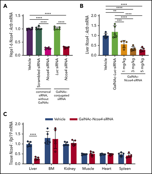 GalNAc-Ncoa4-siRNA induces Ncoa4 knockdown in murine hepatoma cells and mouse liver. (A) Ncoa4 expression relative to β-actin (Actb) in total RNA prepared from Hepa1-6 cells harvested 24 hours after treatment with transfection reagent alone (vehicle) or after transfection of a commercial scrambled control siRNA lacking a GalNAc-modification (Ambion Silencer Select Control No. 1 siRNA, cat. #4390843), a commercial murine Ncoa4-targeting siRNA lacking a GalNAc-modification (Ambion Silencer Select Ncoa4 siRNA #s77517), GalNAc-Luc-siRNA (Luc), or GalNAc-Ncoa4-siRNA. siRNAs (10 nM) were delivered with Lipofectamine RNAiMAX to 2.5 × 105 cells per well. n = 6 per group. The mean mRNA expression ratio obtained from vehicle-treated cells was normalized to 1. In the absence of transfection reagent, direct addition of GalNAc-Ncoa4-siRNA to the culture media did not suppress Ncoa4 mRNA (data not shown), consistent with the reported absence of ASGPR expression in Hepa1-6 cells.63 (B) Ncoa4 expression relative to Actb in total RNA prepared from mouse livers harvested 24 hours after injection of vehicle, GalNAc-Luc-siRNA (3 mg/kg), or GalNAc-Ncoa4-siRNA (1, 3, or 5 mg/kg). The mean mRNA ratio obtained from livers of vehicle-treated mice was normalized to 1. n = 5 per group. (C) Ncoa4 expression relative to Rpl19 in total RNA prepared from a panel of mouse tissues harvested 24 hours after injection of either vehicle or GalNAc-Ncoa4-siRNA (5 mg/kg). BM, bone marrow. Expression of Rpl19 (rather than Actb) was used for normalization because of high expression of other actin isoforms in cardiac and skeletal muscle. The mean mRNA ratio obtained from livers of vehicle-treated mice was normalized to 1. n = 5 per group. For all panels, data represent mean ± standard deviation (SD). **P < .01, ***P < .001, and ****P < .0001 by 1-way ANOVA with Tukey’s post hoc test (panels A and B) or by Student t test (panel C).