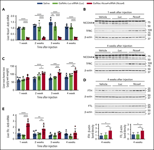 GalNAc-Ncoa4-siRNA treatment produces durable Ncoa4 knockdown in mouse liver and raises hepatic nonheme iron concentration. Shown are analyses of parameters assessed in mouse livers harvested 1, 2, 3, or 4 weeks after a single injection of vehicle, GalNAc-Luc-siRNA (3 mg/kg), or GalNAc-Ncoa4-siRNA (3 mg/kg). (A) Hepatic Ncoa4 mRNA expression relative to Actb. (B) Immunoblotting analyses of NCOA4, TFRC, and β-actin in liver protein lysates. Black arrowhead denotes a 70-kDa band corresponding to the expected molecular weight of NCOA4. (C) Liver nonheme iron concentration. (D) Immunoblotting analyses of FTL, FTH, and β-actin in liver protein lysates. The mean band density of FTL or FTH relative to β-actin from livers harvested 4 weeks after vehicle injection was normalized to 1. (E) Hepatic Tfrc mRNA expression relative to Actb. For panels A and E, the mean mRNA ratio obtained from livers harvested 1 week after vehicle injection was normalized to 1. For panels B and D, numbers on the right indicate the position of molecular weight markers in kiloDaltons. n = 5 per group. For all bar graphs, data represent mean ± SD. *P < .05, **P < .01, ***P < .001, and ****P < .0001 by 2-way ANOVA (panels A, C, E) or 1-way ANOVA (panel D) with Tukey’s post hoc test.