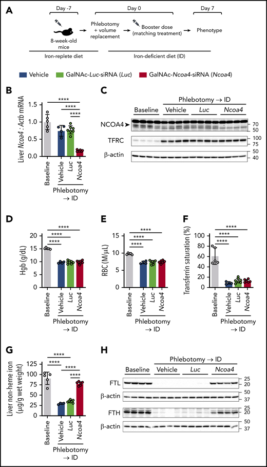 Large-volume phlebotomy fails to induce a marked reduction in liver nonheme iron concentration in mice with hepatocyte-targeted Ncoa4 knockdown. (A) Experimental design. Eight-week-old C57BL/6N mice raised on a 45 ppm iron-replete diet underwent a single subcutaneous (SC) injection of saline vehicle, GalNAc-Luc-siRNA (3 mg/kg), or GalNAc-Ncoa4-siRNA (3 mg/kg) 7 days before phlebotomy. On experimental day 0, mice in each treatment group underwent a single 500-μL phlebotomy, which was immediately followed by (1) intraperitoneal volume replacement, (2) a second SC injection matching the initial treatment (ie, a booster dose), and (3) transfer to a 2 to 6 ppm iron-deficient diet (ID). (B-H) Murine parameters assessed 7 days after phlebotomy. To provide an experimental baseline for comparison, data from 8-week-old nonphlebotomized mice that were maintained on the iron-replete diet and did not receive any injections are also presented (Baseline group). (B) Hepatic Ncoa4 mRNA expression relative to Actb. The mean mRNA ratio obtained from livers of the baseline group was normalized to 1. (C) Immunoblotting analyses of NCOA4, TFRC, and β-actin in liver protein lysates. The black arrowhead denotes a 70-kDa band corresponding to the expected molecular weight of NCOA4. (D) Hgb level. (E) RBC. (F) Transferrin saturation. (G) Liver nonheme iron concentration. (H) Immunoblotting analyses of FTL, FTH, and β-actin in liver protein lysates. n = 4-7 per group. For all bar graphs, data represent mean ± SD. In panels C and H, numbers on the right indicate the position of molecular weight markers in kiloDaltons. ****P < .0001 by 1-way ANOVA with Tukey’s post hoc test.