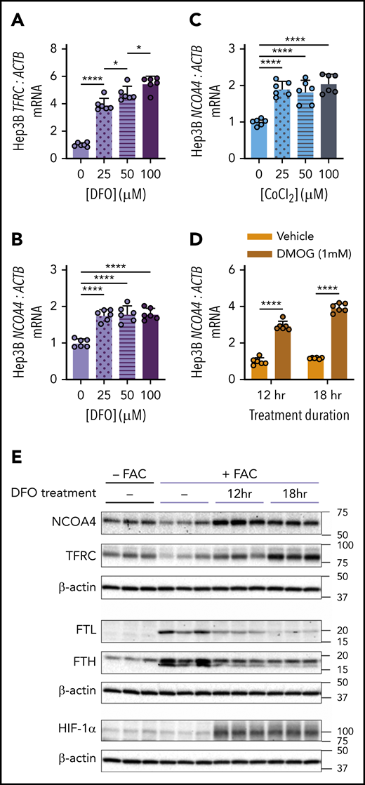 Chemicals that stabilize HIF raise NCOA4 expression in human hepatoma cells. (A) TFRC mRNA expression relative to ACTB in Hep3B cells after 18-hour treatment with the indicated concentrations of DFO. (B) NCOA4 mRNA expression relative to ACTB in Hep3B cells after 18-hour treatment with the indicated concentrations of DFO. (C) NCOA4 mRNA expression relative to ACTB in Hep3B cells after 18-hour treatment with the indicated concentrations of CoCl2. (D) NCOA4 mRNA expression relative to ACTB in Hep3B cells after 12- or 18-hour treatment with 1 mM DMOG or vehicle (dimethyl sulfoxide). For panels A-D, Hep3B cells were seeded in complete growth media (CM) at 2.5 × 105 cells/well in 6-well plates. The following day, media were replaced with CM supplemented with the indicated concentration of the respective HIF-stabilizing chemical. After the treatment period indicated, RNA was harvested for quantitative reverse transcriptase-polymerase chain reaction analysis. n = 6 per group. For panels A-C, the mean mRNA ratio from cells that were not treated with the respective HIF-stabilizing chemical was normalized to 1. For panel D, the mean mRNA ratio from vehicle-treated cells at 12 hours was normalized to 1. For all bar graphs, data represent mean ± SD. (E) Immunoblotting analyses of NCOA4, TFRC, FTL, FTH, HIF-1α, and β-actin in protein lysates from Hep3B cells with or without FAC pretreatment and harvested before DFO treatment (−) or after 12 or 18 hours of DFO treatment, as outlined in supplemental Figure 10A. Hep3B cells were seeded at 2.5 × 105 cells per well in 6-well plates in CM. After 24 hours, media were removed and replaced with either CM (−FAC) or CM supplemented with 50 μM FAC (+FAC). After an additional 24 hours, media were replaced with CM supplemented with 100 μM DFO. Proteins were harvested from the +FAC and −FAC groups at 3 timepoints: immediately before addition of DFO-supplemented CM (0 hr) and at 12 or 18 hours after addition of DFO-supplemented CM. Numbers on the right indicate the position of molecular weight markers in kiloDaltons. *P < .05 and ****P < .0001 by 1-way ANOVA (panels A-C) or 2-way ANOVA (panel D) with Tukey’s post hoc test.
