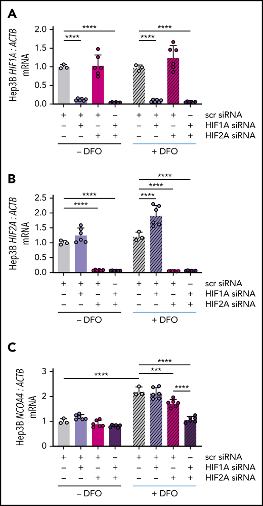 NCOA4 mRNA induction by DFO is blocked by combined HIF1A and HIF2A knockdown. (A) HIF1A, (B) HIF2A, and (C) NCOA4 expression relative to ACTB in Hep3B cells that were or were not treated with DFO after transfection with the indicated siRNAs. In this experiment, Hep3B cells (2.5 × 105 cells per well in 6-well plates) were reverse-transfected with scrambled siRNA, HIF1A siRNA, and/or HIF2A siRNA in CM without antibiotics. Control cells were transfected with 10 nM scrambled siRNA. To deplete cells of either HIF1A or HIF2A, 5 nM scrambled siRNA plus 5 nM of the specific siRNA were used to control for total siRNA concentration. To deplete cells of both HIF1A and HIF2A, 5 nM of each specific siRNA was used. Twenty-four hours after transfection, some wells received additional DFO-supplemented CM without antibiotics to achieve a final DFO concentration of 100 μM (+DFO), whereas other wells received additional CM without antibiotics or DFO (−DFO). RNA was harvested for quantitative reverse transcriptase-polymerase chain reaction analysis 18 hours later. For all panels, the mean mRNA ratio from control cells that were not treated with DFO was normalized to 1. n = 3-6 per group. For all bar graphs, data represent mean ± SD. ***P < .001 and ****P < .0001 by 2-way ANOVA with Tukey’s post hoc test.