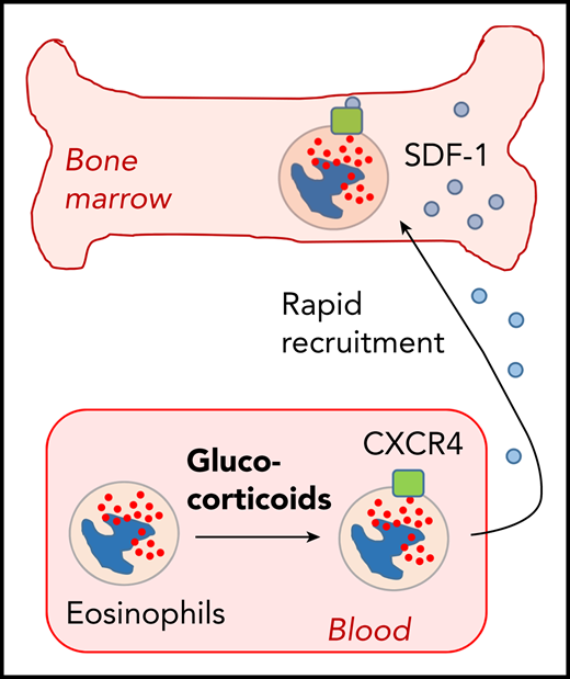 Hong et al show that glucocorticoid-induced expression of CXCR4 in blood eosinophils leads to their rapid recruitment to the bone marrow.