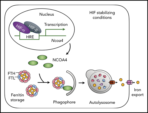 NCOA4 mediates iron mobilization from liver ferritin stores. HIF-1α and HIF-2α are stabilized under conditions that inhibit the activity of the prolyl hydroxylases that regulate HIF (eg, iron or oxygen deficiency, presence of small molecule inhibitors). HIF-driven transcription promotes expression of NCOA4, which is stable under conditions of iron deficiency. NCOA4 directs ferritin to the autolysosome for degradation, and iron released from ferritin is transferred to the cytosol for export via ferroportin. See Figure 7D in the article by Li et al that begins on page 2691.