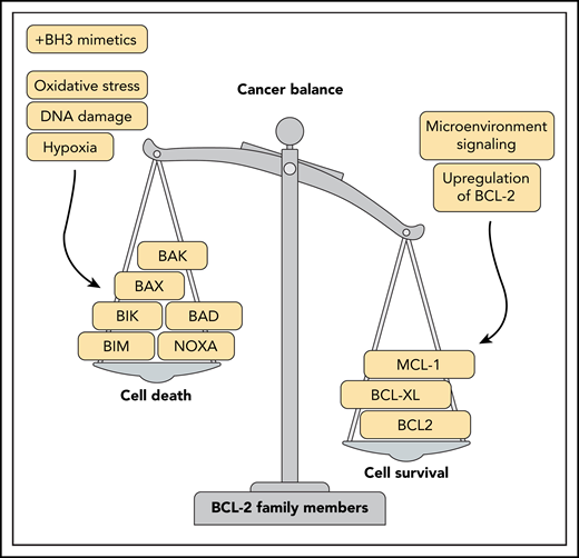 The BCL-2 family is a key player in the balance between cell survival and cell death. Family members such as BCL-2, BCLXL, and MCL-1 are well known to be dysregulated in cancer, leading to a prosurvival advantage. Although attempts to inhibit specific BCL-2 member proteins have been partially successful, evolution of protein targets through upregulation/mutation, and signaling from the TME may ultimately lead to cell survival/progression.