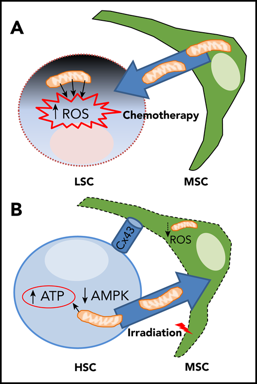 Yin/yang bidirectional exchange of mitochondria between MSC and HSC/LSC during chemotherapy and hematopoietic recovery following TBI. (A) Chemotherapy causes excessive mitochondrial-derived ROS levels in leukemic stem cells (LSC) and triggers mitochondrial donation from MSCs favoring LSC chemoresistance and relapse. (B) TBI reduces mitochondrial function and ROS levels in BM-MSC, but high ATP levels and low AMPK activity in transplanted HSCs promote Cx43- and cell-contact-dependent mitochondrial transfer from HSCs/progenitors to MSCs, favoring both stromal and hematopoietic regeneration.