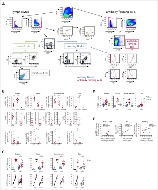 Multicolor flow analysis of B-cell compartments in spleen, blood, BM, and gut. Splenocytes, blood, BM, or intestinal tissue cells (gut) were stained with flow panels 1 or 2 (supplemental Tables 2 and 3), respectively. (A) Gating strategy for 10-color panel “Stain 1” flow cytometric analysis of donor D215 splenocytes to identify CD27– (referred to as “naive B cells”) and CD27+ (referred to as “MBC,” acknowledging the generally accepted but imprecise convention43,44) and their isotype distribution. Transitional B cells were identified as CD10hi CD38hi B cells. AFCs of the plasmablast/plasma cell lineage were identified in a broader forward scatter/side scatter (FSC/SSC) gate as CD38brightCD138+ in the right panel. The latter expressed CD27 and displayed a range of CD19 expression, with most cells being positive, consistent with a plasmablast identity rather than a fully differentiated plasma cell45 (bottom right panel). MBCs showed clear surface IgM+ and IgG+ populations, which were less clear among these AFCs, likely due to reduced levels of surface immunoglobulin expression. Arrows indicate subsequent gating of populations, and numbers next to outlined areas indicate percentages of parent gate cells in gated populations. Key gated populations are labeled. (B) Distribution of B- cell compartments across human tissues (for gut data, after careful removal of mucosal epithelia and Peyer’s patches individually isolated cells from jejunum, ileum, and colon were analyzed and compiled, as these showed no significant differences among each other). The graphs show the percentages for CD27–, CD27+, and transitional B cells of CD19+ live singlet lymphocytes (top panel), the percentages for total CD19+ lymphocytes and AFCs as percentage of all live cells cross indicated tissues (middle panel) and GC cells, which were gated as CD38int or CD38hi cells of all live CD19+ IgD– CD10+ cells across tissues (for gating, see supplemental Figure 1). The blue numbers in the graphs represent the mean of the depicted population, also shown as purple lines in the graph. (C) Surface immunoglobulin isotype distribution of human organ donor samples. Upper panel: percentage of switched (IgG+; blue) and unswitched (IgM+ IgD+; red) CD27– and CD27+ cells of CD19+ singlets with mean and standard deviation. Lower panel: graphing of data in upper panel with lines linking data from same samples. (D) “Inferred” IgA/IgE frequencies across tissues of CD27+ cells of CD19+ singlets with mean and standard deviation plotted as difference from 100% using the measured IgG and IgM/IgD frequencies depicted in panel C. (E) Correlation analysis between blood and spleen of CD27+, AFCs, and IgM+ IgD+ B-cell compartments within the same donors. P values were calculated as paired two-tailed Student t test (B-C) or linear regression (E).