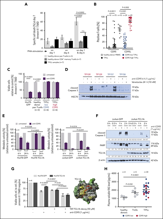T-PLL cells show a marked defect in the execution of AICD. (A) Apoptosis induction (Annexin V/7AAD flow cytometry) upon repeated T-cell activation. Healthy-donor pan–T cells (n = 3), healthy-donor CD4+ memory T cells (n = 7), and T-PLL cells (n = 7) were cultured in the presence of 10 U/mL IL-2 and stimulated once with 1 µg/mL PHA (either on day 1 or day 6) or repeatedly on day 1 and day 6. T-PLL cells and normal CD4+ memory T cells show a similarly diminished capacity to undergo AICD as compared with age-matched healthy-donor pan–T cells (unpaired Student t test, SEM). (B) CD95L (n = 70 T-PLL) and CD95 (n = 68 T-PLL) expression detected by flow cytometry in healthy-donor T cells (n = 10) and T-PLL cells. Although heterogeneously distributed, CD95L-positive cells are increased in T-PLL samples (P = .0011, unpaired Student t test, SEM). sCD95 (right) reveals a broader range in T-PLL than in healthy controls, with an obvious clustering of cases at the low and high percentages. Color-coded low (<50% cells, blue) vs high (≥50%, red) sCD95 expression is reiterated in panels C, D, and H. (C) Apoptotic response of T-PLL cells (12 cases) to CD95 engagement by an agonistic antibody (Annexin V/7AAD staining, flow cytometry). T-PLL cells are resistant to extrinsically induced apoptosis via Fas ligation, irrespective of FasR (sCD95) expression status. Positive controls: Hut78 mature T-cell lymphoma line and healthy-donor pan–T cells (n = 3; unpaired Student t test, SEM). (D) Lack of Caspase-3 cleavage in T-PLL cell lysates upon CD95-ligation (agonistic antibody), whereas Venetoclax (targeting the intrinsic apoptosis pathway) induced processing of this distal apoptotic executioner. (E) Viability (MTT-based metabolic activity) of Hut78 and Jurkat T cells (functionally Fas/L competent) upon exposure to the CD95 agonistic antibody was decreased to a lesser degree in the presence of TCL1A (unpaired Student t test, SEM). (F) Introduction of TCL1A in Jurkat cells reduced the CD95-ligation induced levels of processed Caspase 3 and PARP. (G) TCL1A-mediated resistance to apoptotic CD95-ligation was alleviated by steric antagonization of the prosurvival TCL1A-AKT interaction (similar susceptibility to anti-CD95 agonistic antibody between Hut78-TCL1A cells and Hut78-GFP controls; unpaired Student t test, SEM). TCL1A surface model (yellow, hydrophobic; green, hydrophilic) with the aligned stretch of interphase-mimicking decoy peptides (red) that were linked to a TAT protein transduction domain. (H) Levels of soluble Fas in plasma of patients with T-LGL (n = 5)and T-PLL (n = 30) were higher than in healthy-donor plasma samples (n = 4; P = .032 and P < .0001, respectively, unpaired Student t test with Welch’s correction), irrespective of CD95 expression (blue/red).